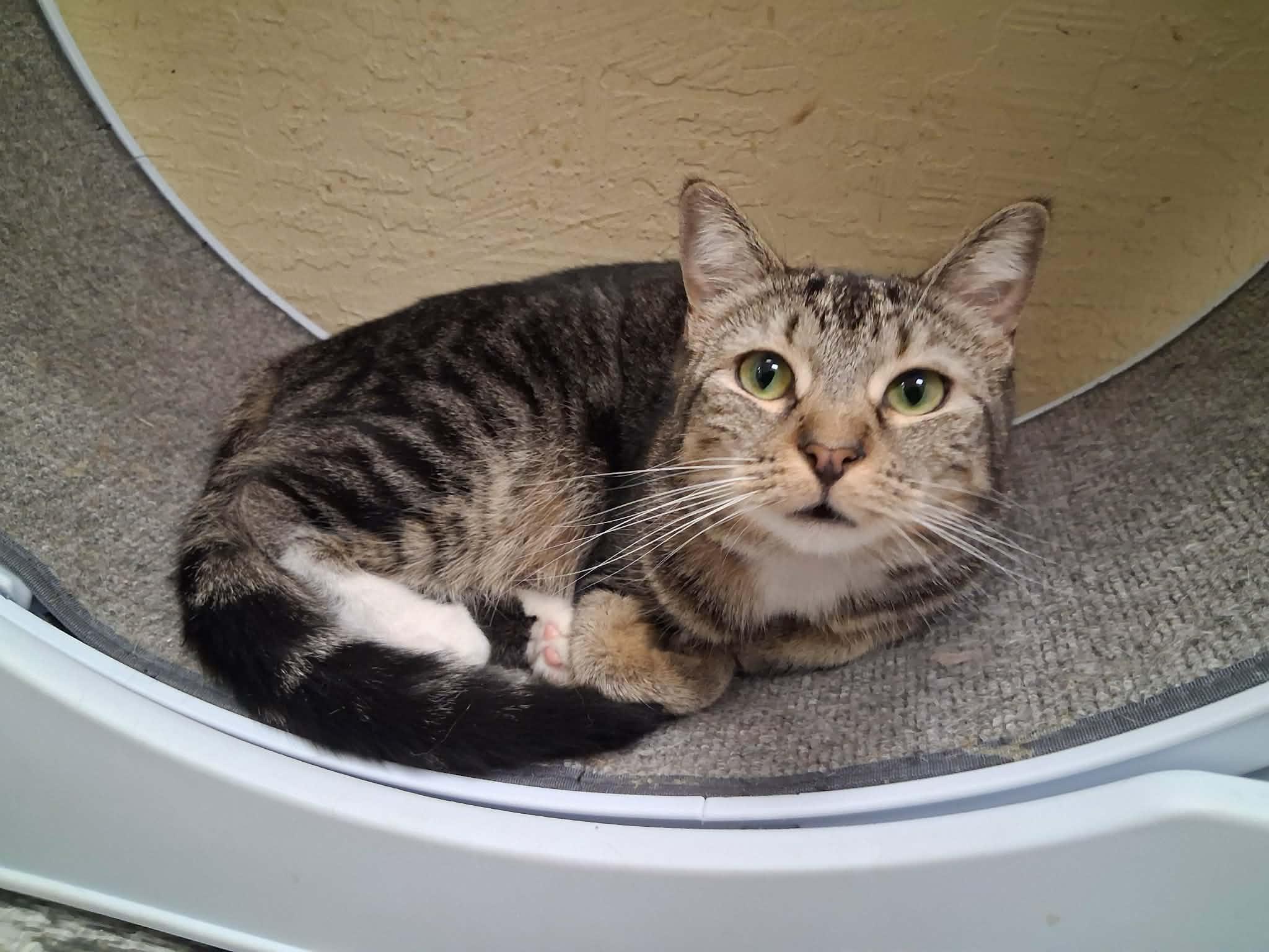 Leafeon, a Adoptable Tabby in Parlier, CA image 5/6