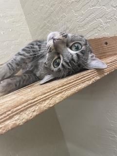 Enlarge Leafeon, a Adoptable Tabby in Parlier, CA image 6/6