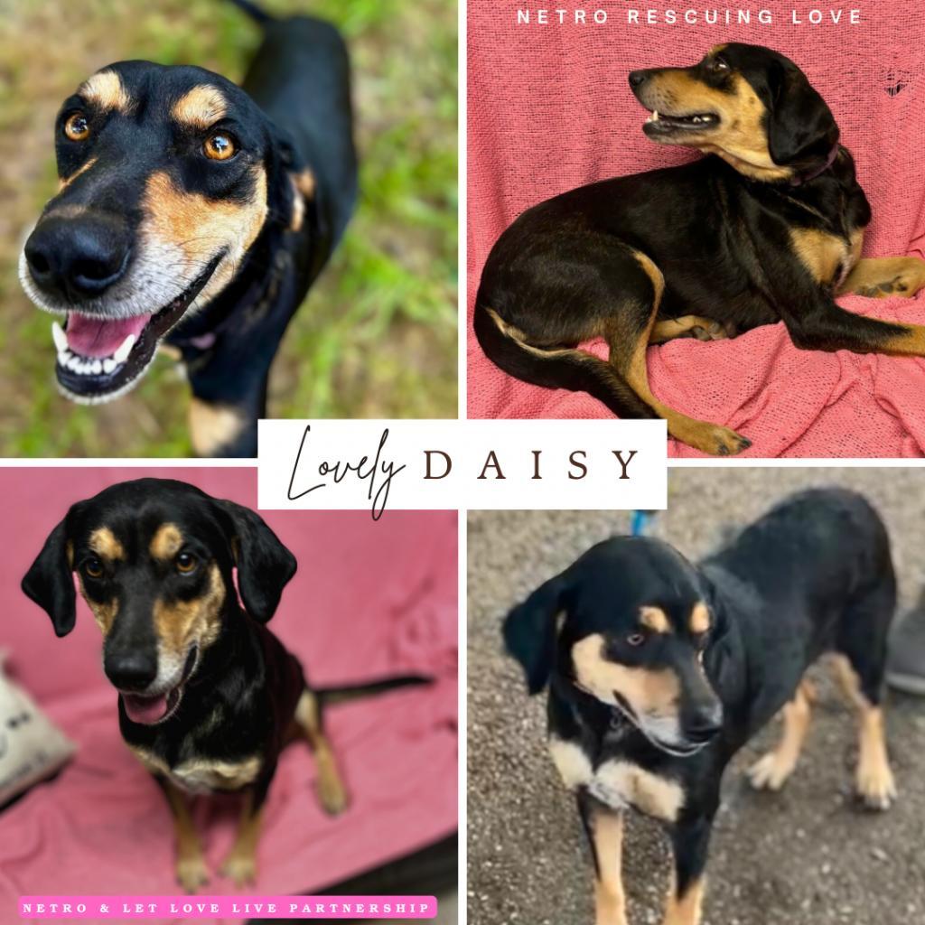 Enlarge Daisy III, a Adoptable Coonhound in Mount Pleasant, TX image 2/6
