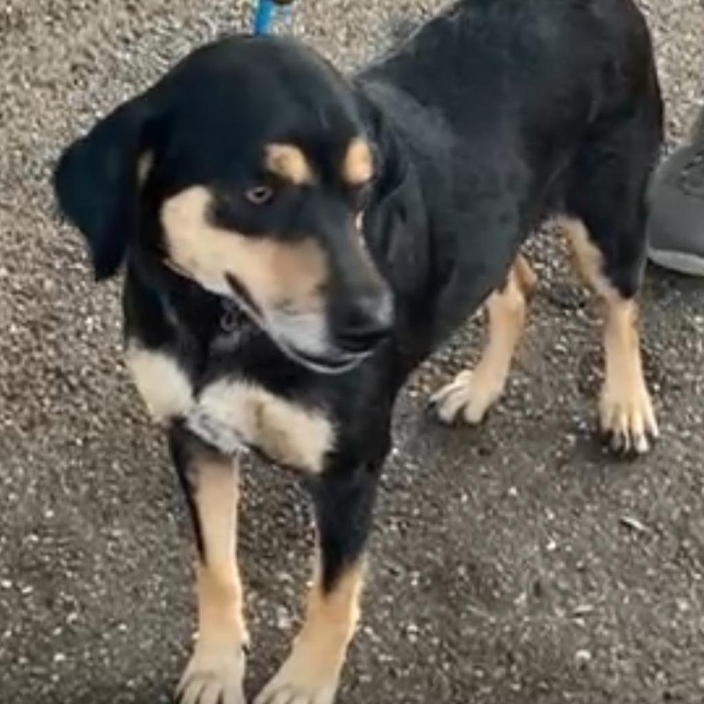 Enlarge Daisy III, a Adoptable Coonhound in Mount Pleasant, TX image 3/6