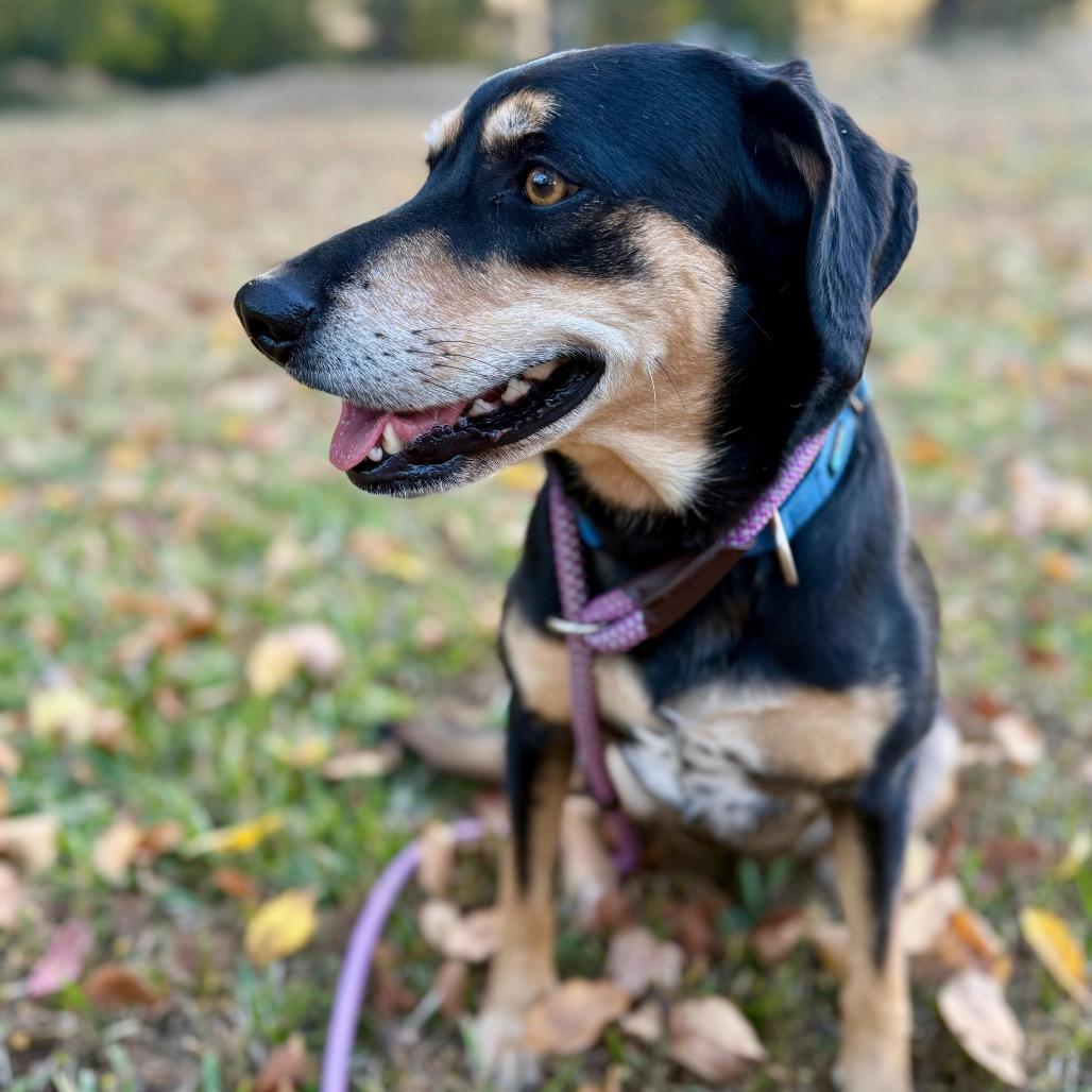 Enlarge Daisy III, a Adoptable Coonhound in Mount Pleasant, TX image 4/6