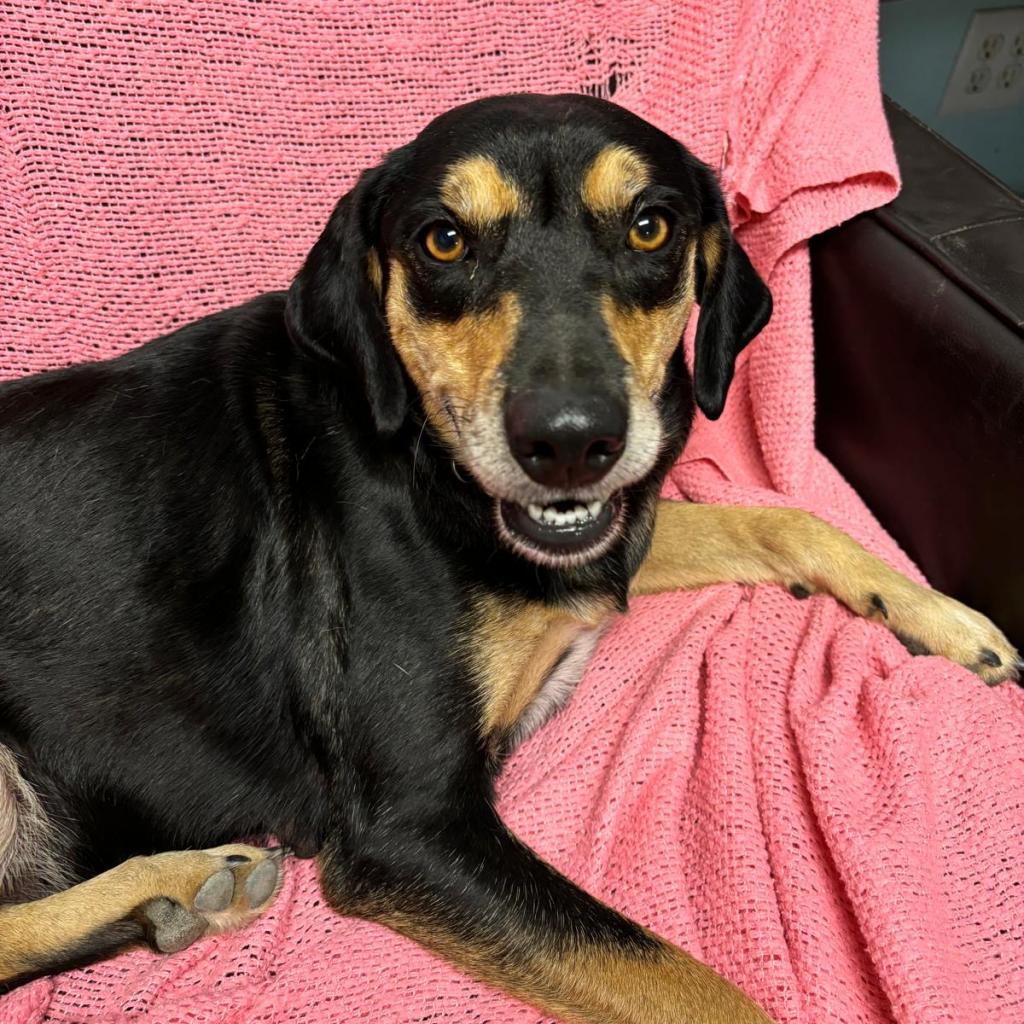 Enlarge Daisy III, a Adoptable Coonhound in Mount Pleasant, TX image 5/6