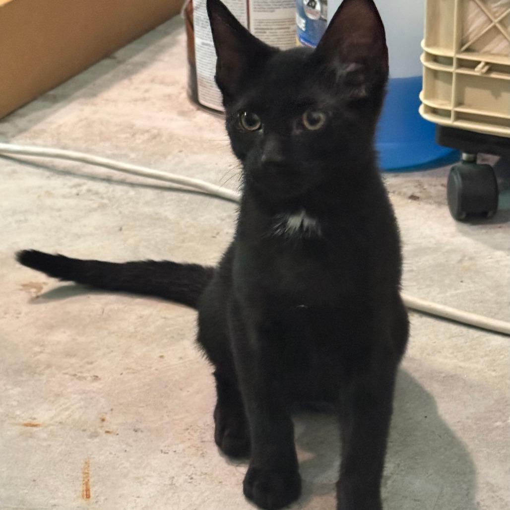 Enlarge Teddy, a Adoptable Domestic Short Hair in Huntsville, AL image 1/1
