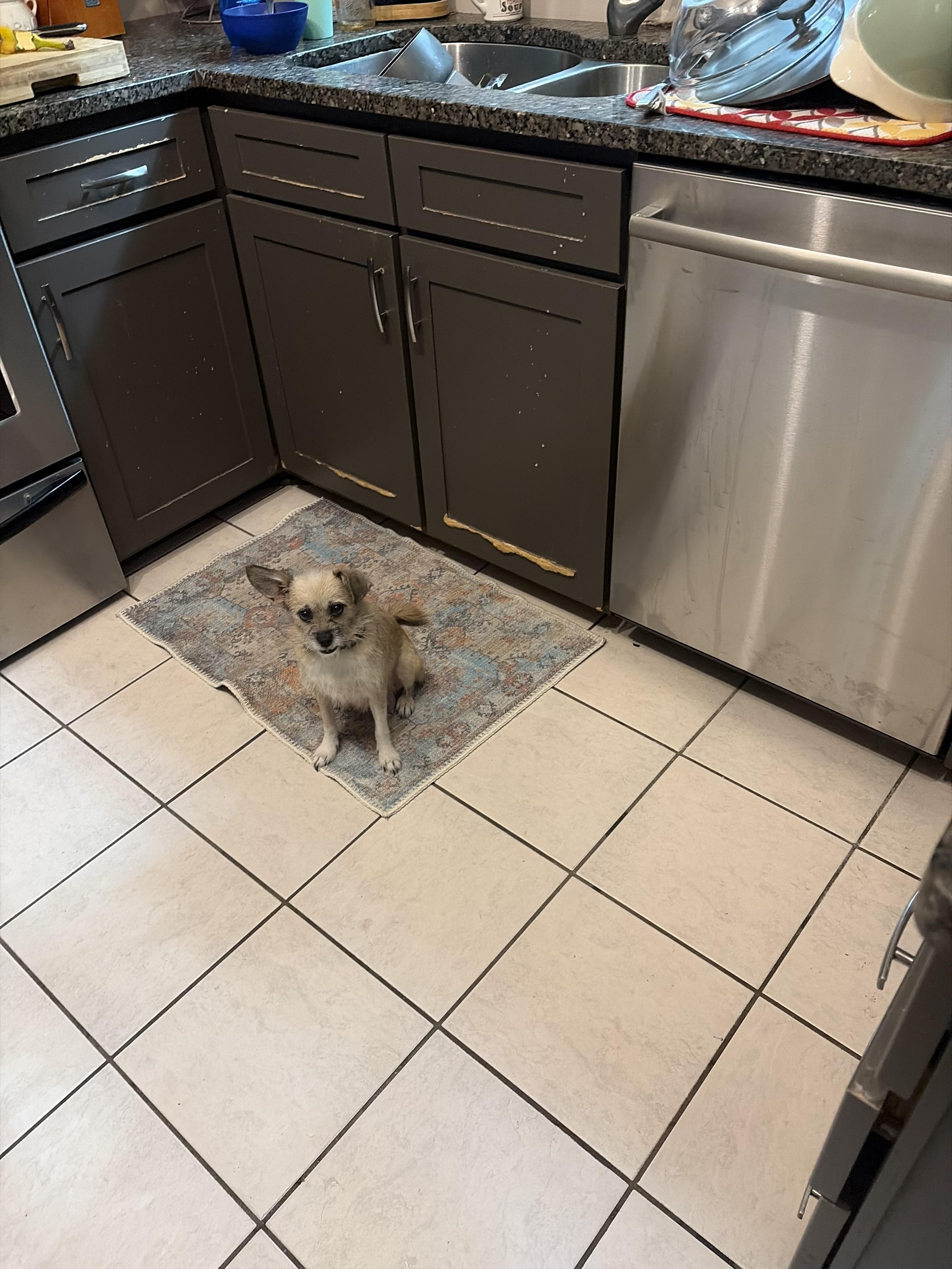 Enlarge Ethel (Foster to Adopt), a ADOPTABLE mixed breed in Durham, NC image 2/3