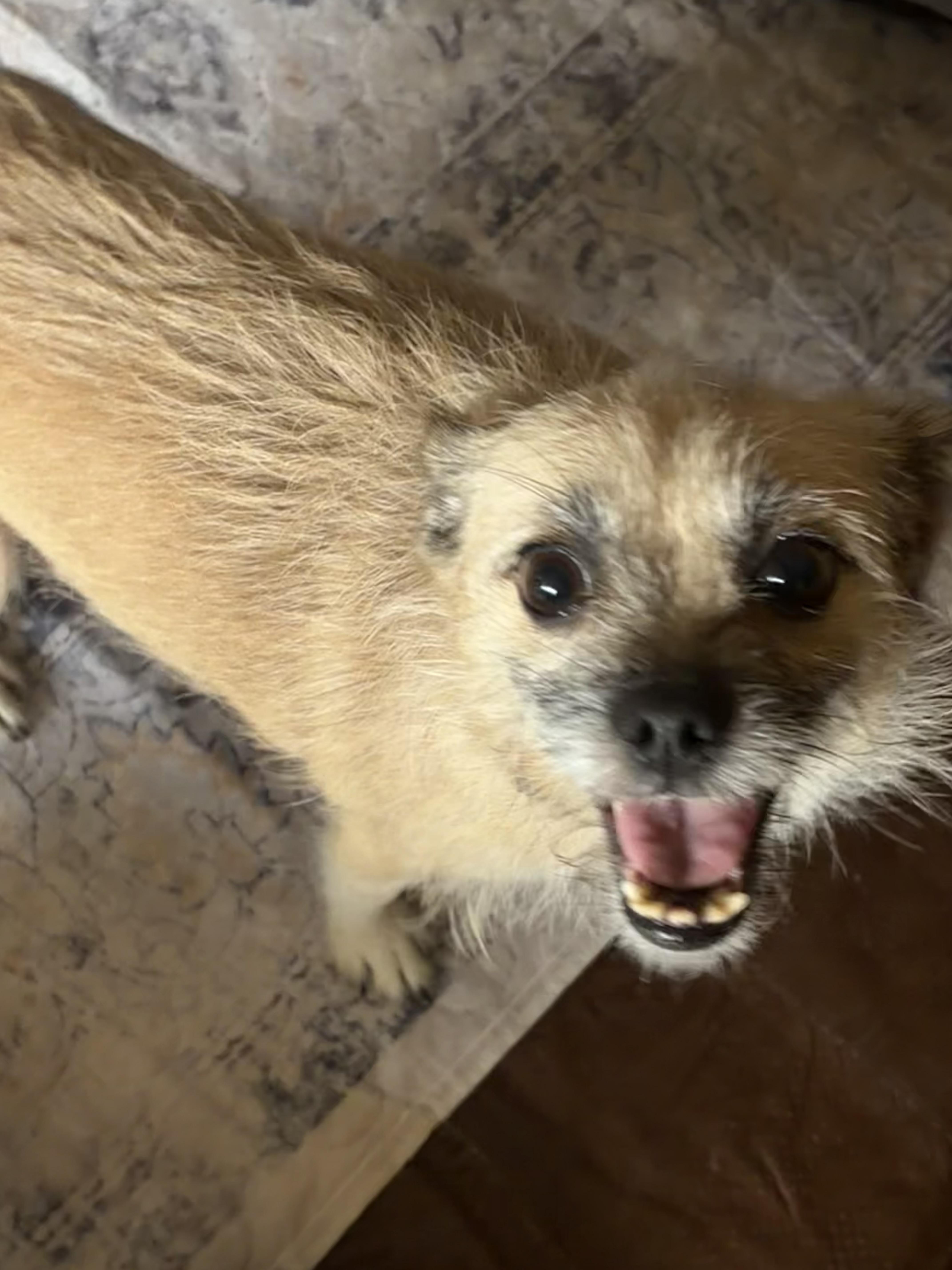 Enlarge Ethel (Foster to Adopt), a ADOPTABLE mixed breed in Durham, NC image 3/3