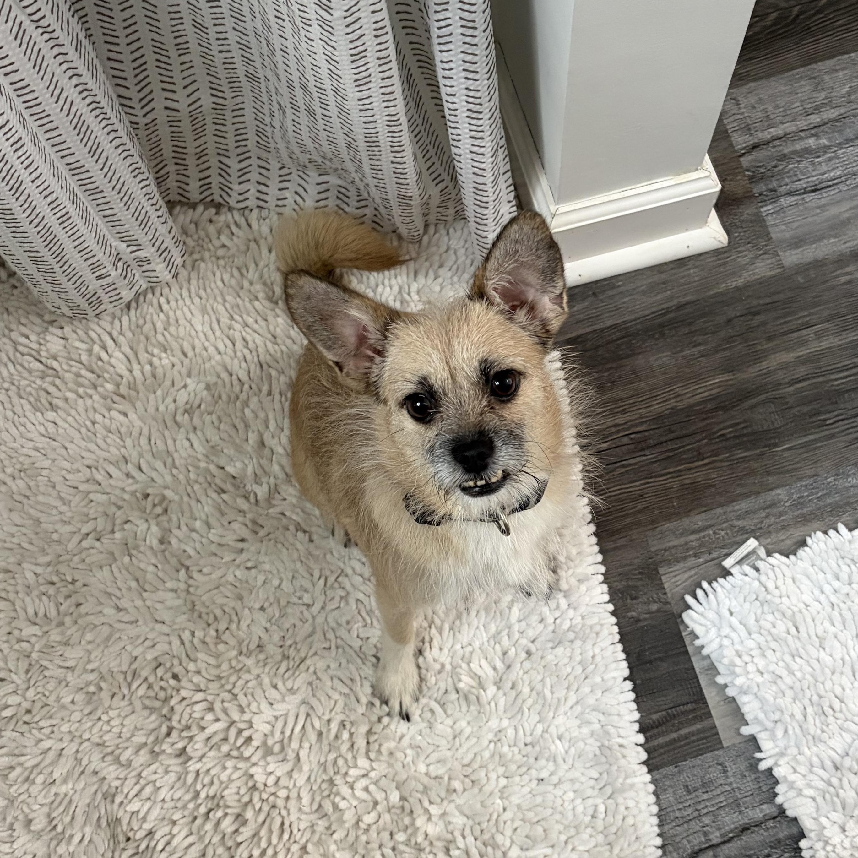 Ethel (Foster to Adopt), ADOPTABLE, Adult Female Chihuahua & Terrier.