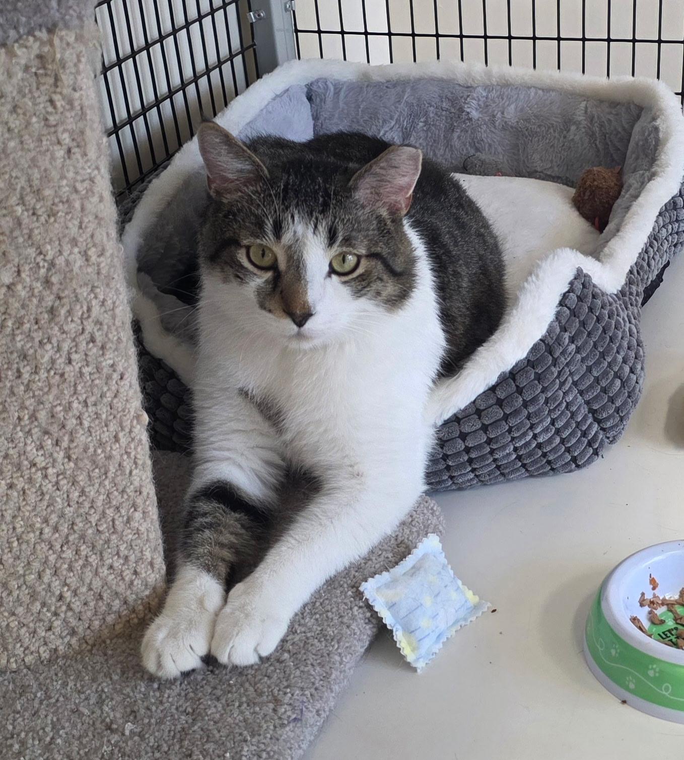 Maxwell, Adoptable, Adult Male Domestic Short Hair.