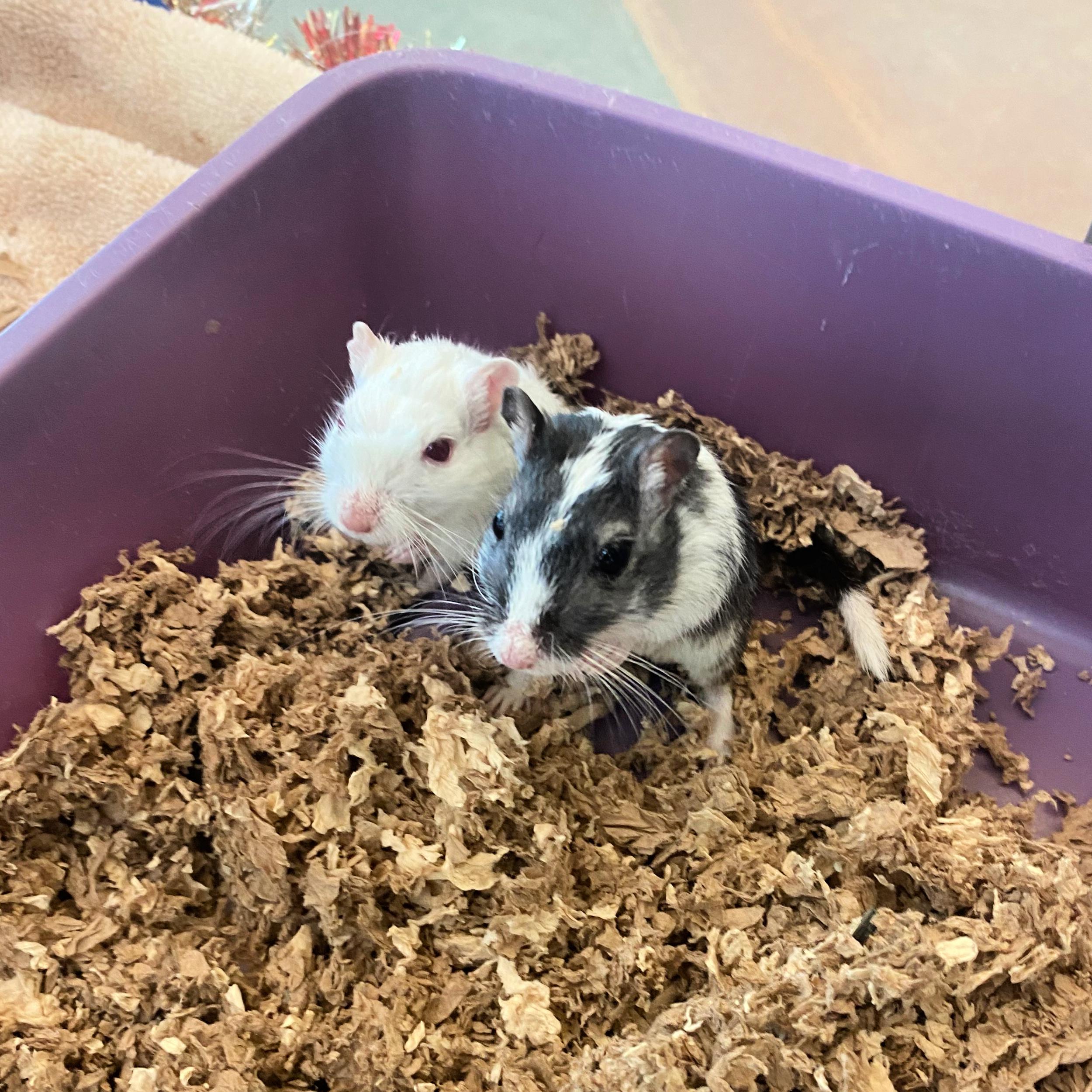 Enlarge Male Gerbils, a other Gerbil in Lindon, UT image 1/1