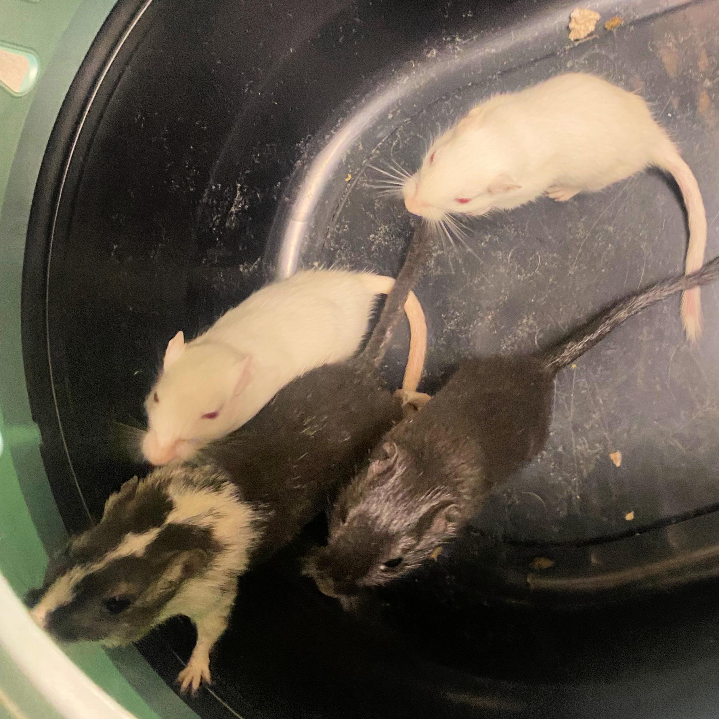 Male Gerbils, Adoptable, Adult Male Gerbil.