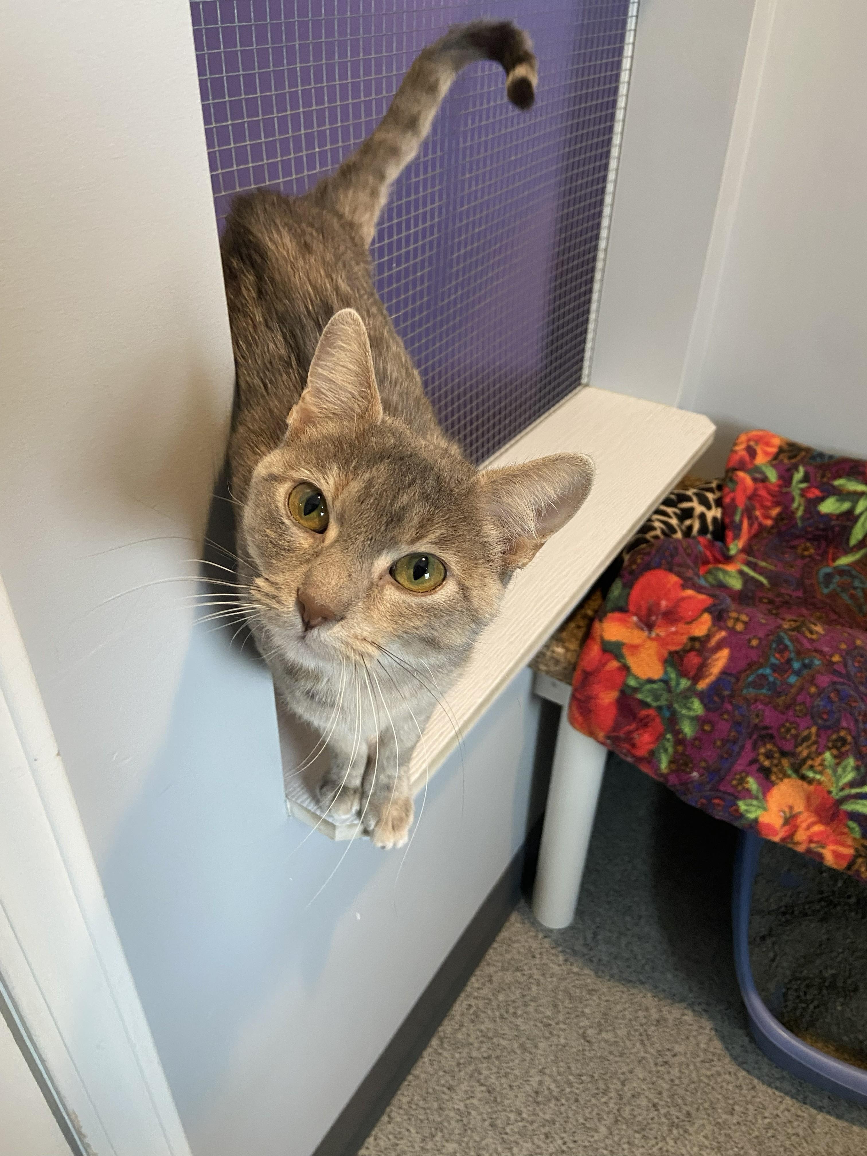 Enlarge Rainbow, an adopted Domestic Short Hair in Lincoln, NE image 1/1