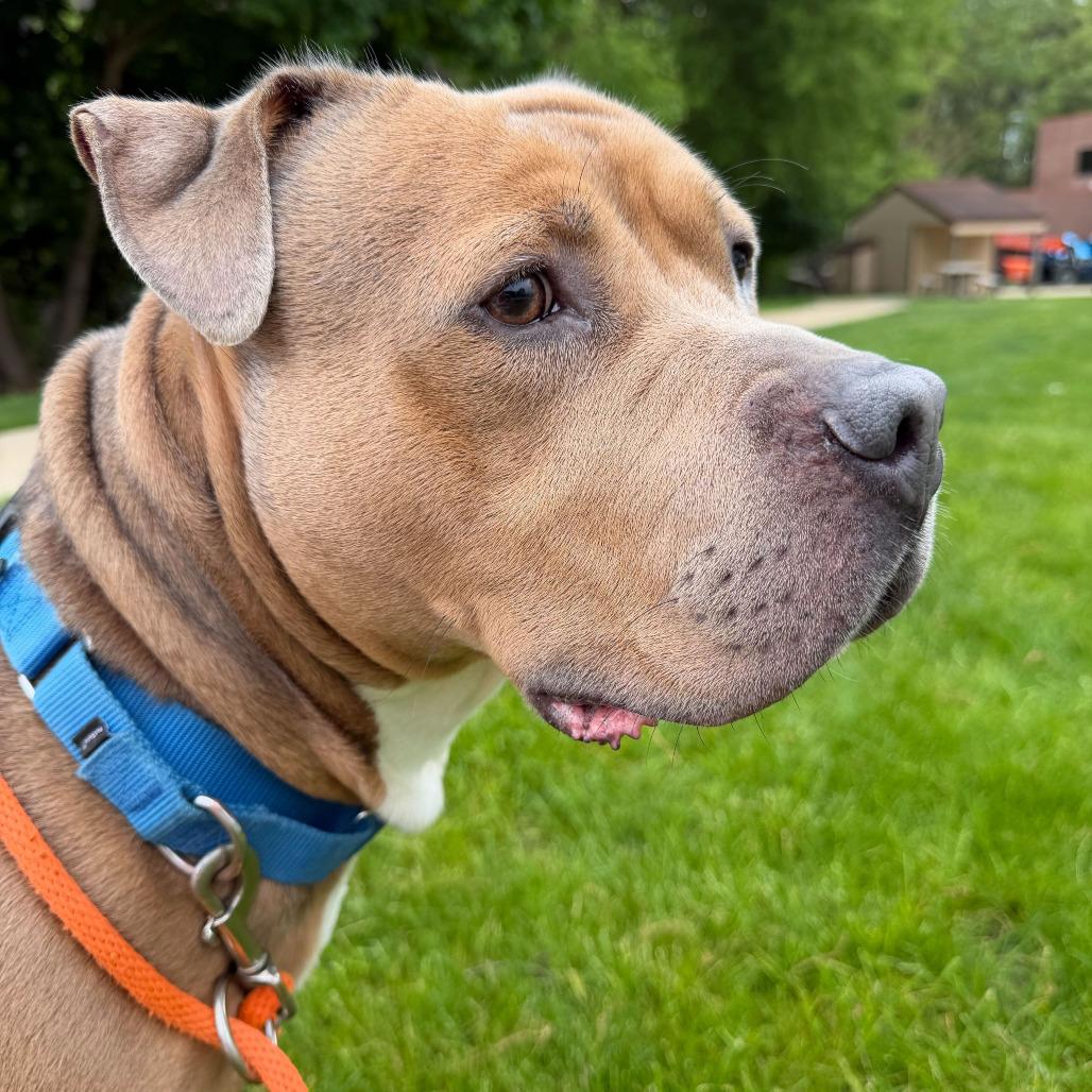 Blue, Adoptable, Adult Male American Staffordshire Terrier.