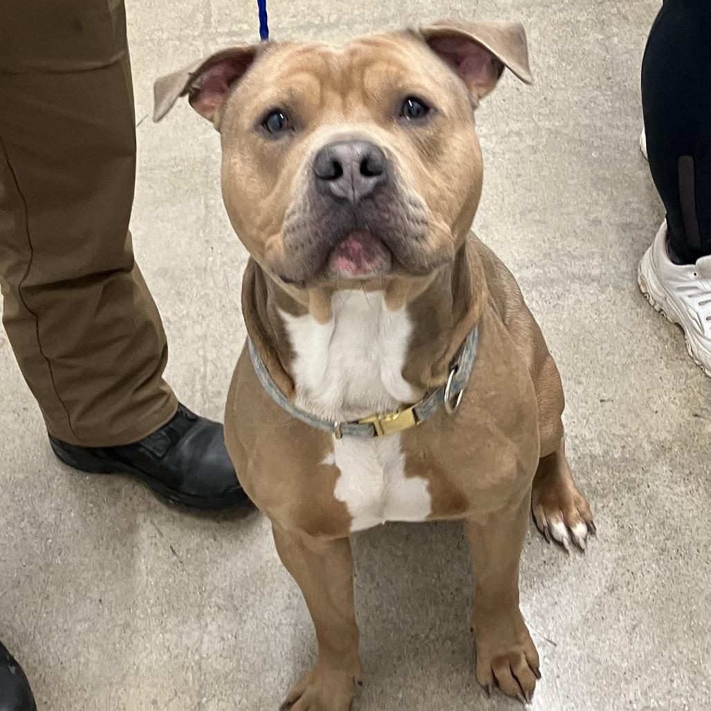 Blue, a Adoptable American Staffordshire Terrier in Grand Rapids, MI image 2/5