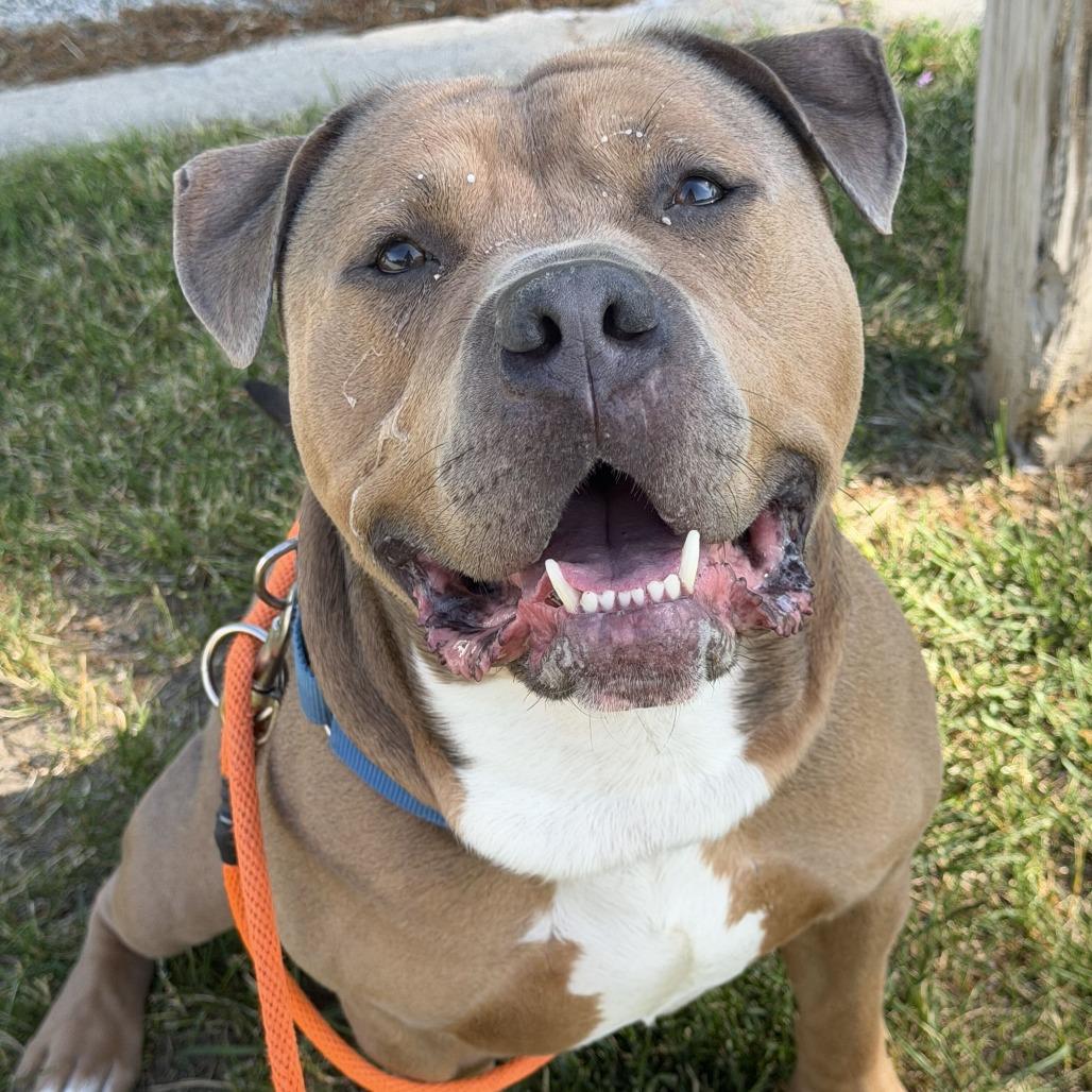 Blue, a Adoptable American Staffordshire Terrier in Grand Rapids, MI image 3/5