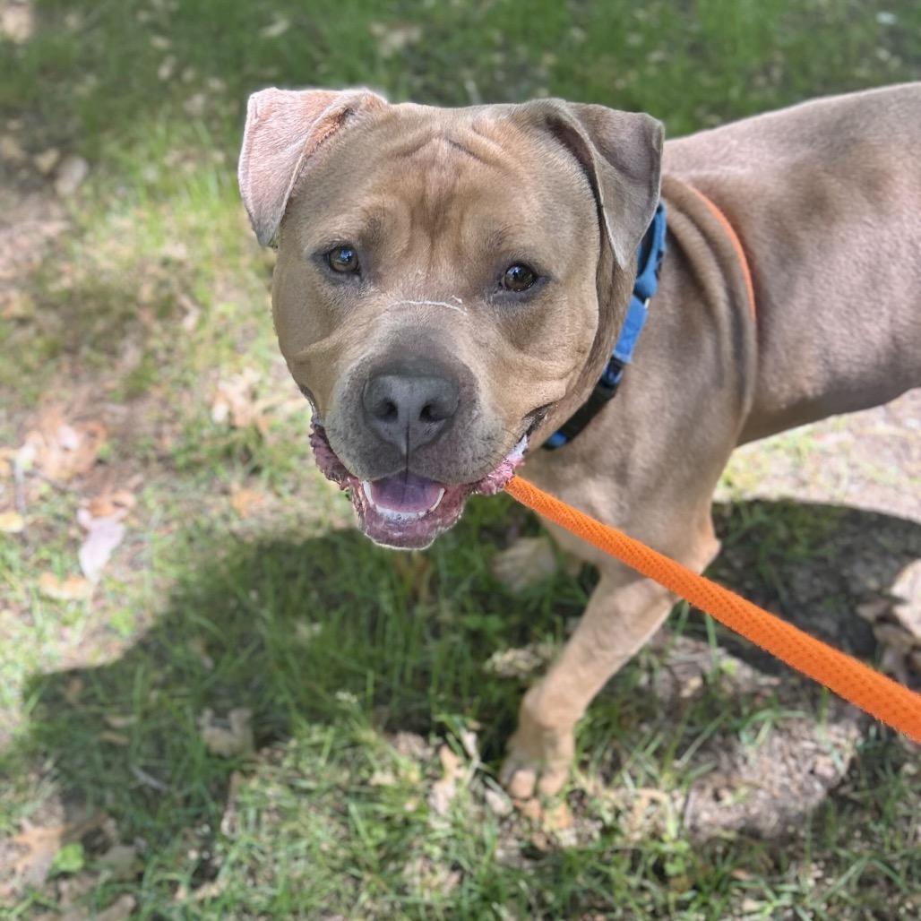Blue, a Adoptable American Staffordshire Terrier in Grand Rapids, MI image 4/5