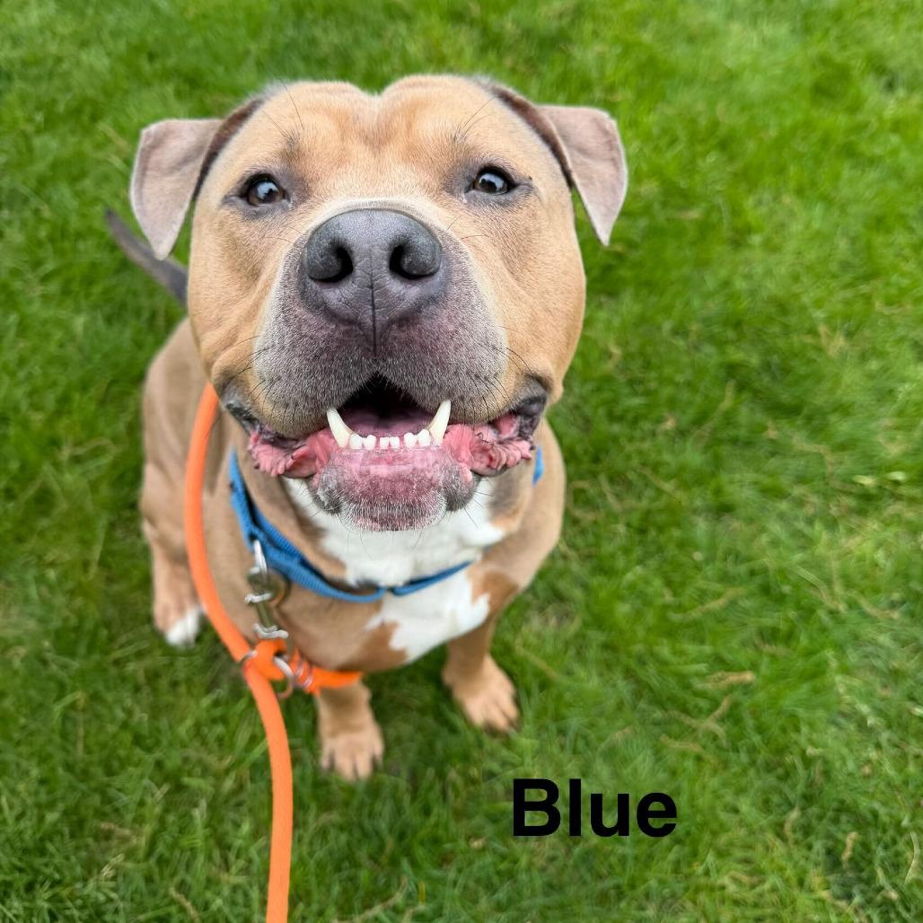 Blue, a Adoptable American Staffordshire Terrier in Grand Rapids, MI image 5/5