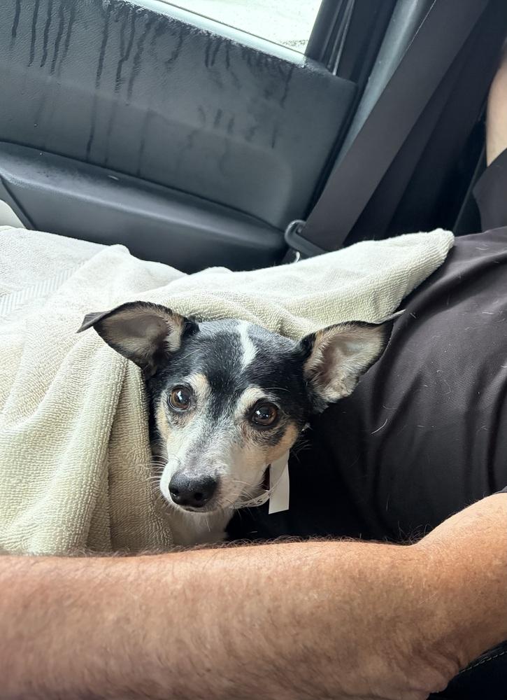 Paco, Adoptable, Adult Male Terrier & Chihuahua.