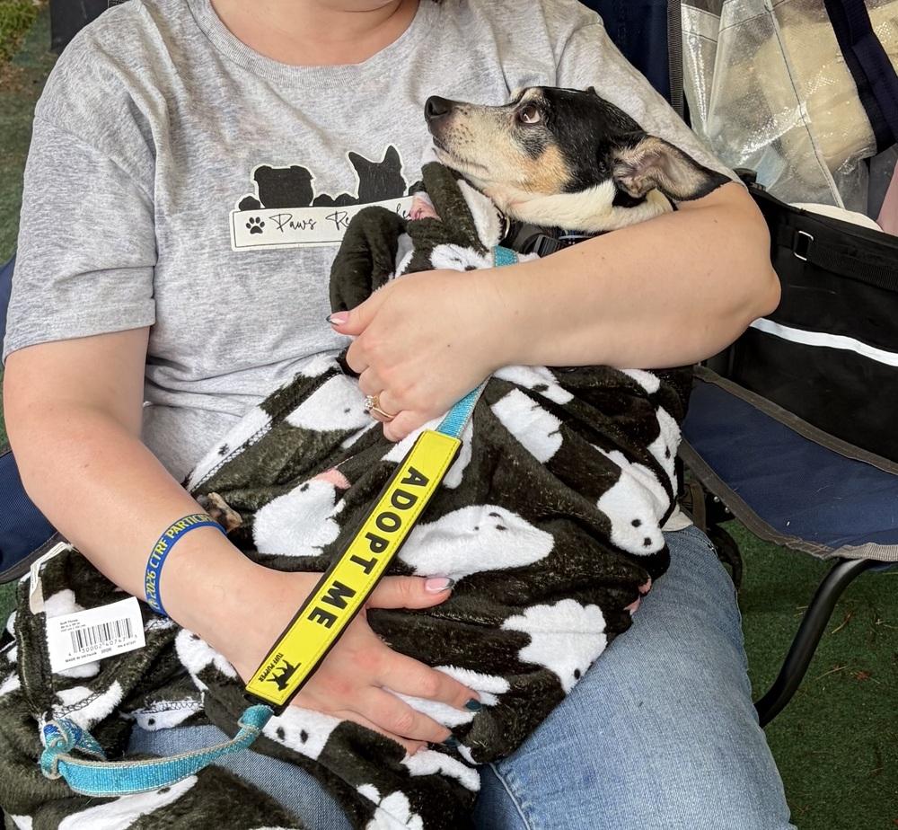 Paco, Adoptable, Adult Male Chihuahua.