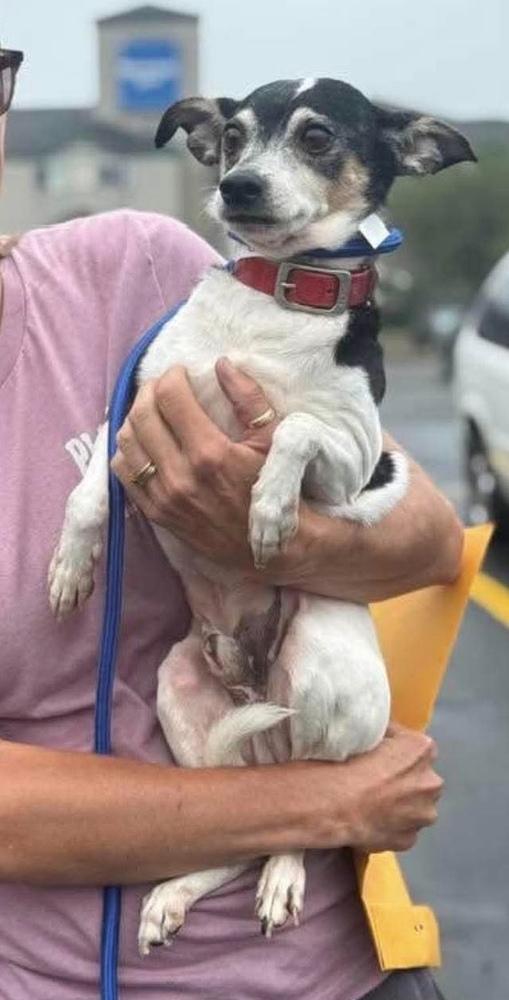 Enlarge Paco, a Adoptable mixed breed in Middletown, CT image 5/6