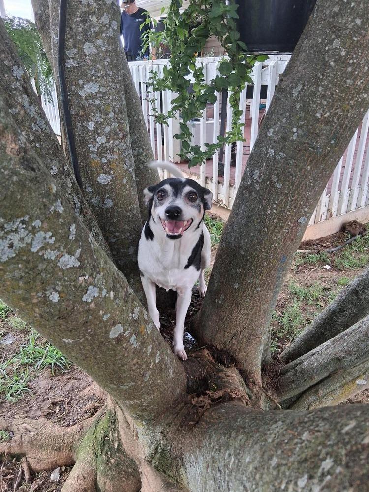 Enlarge Paco, a Adoptable mixed breed in Middletown, CT image 6/6
