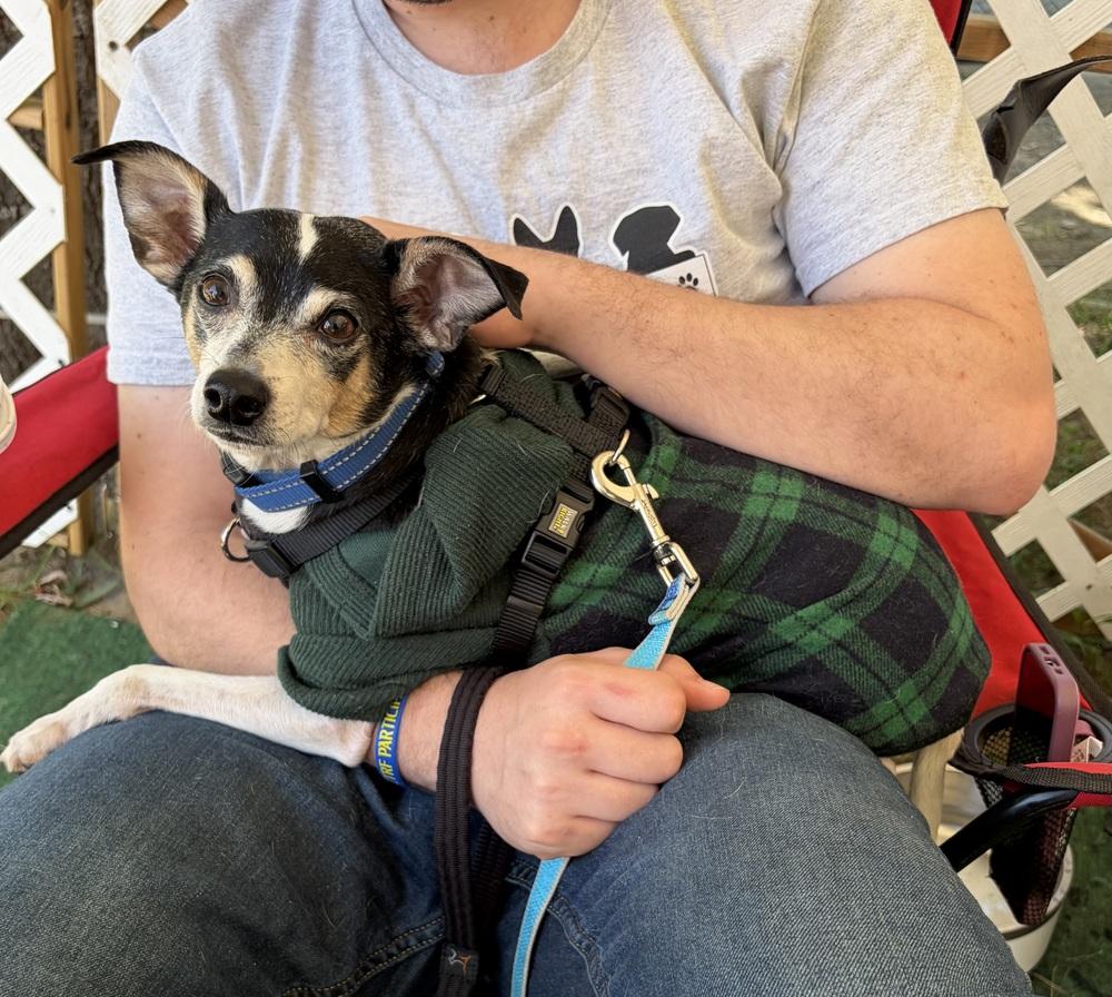 Enlarge Paco, a Adoptable mixed breed in Middletown, CT image 6/6