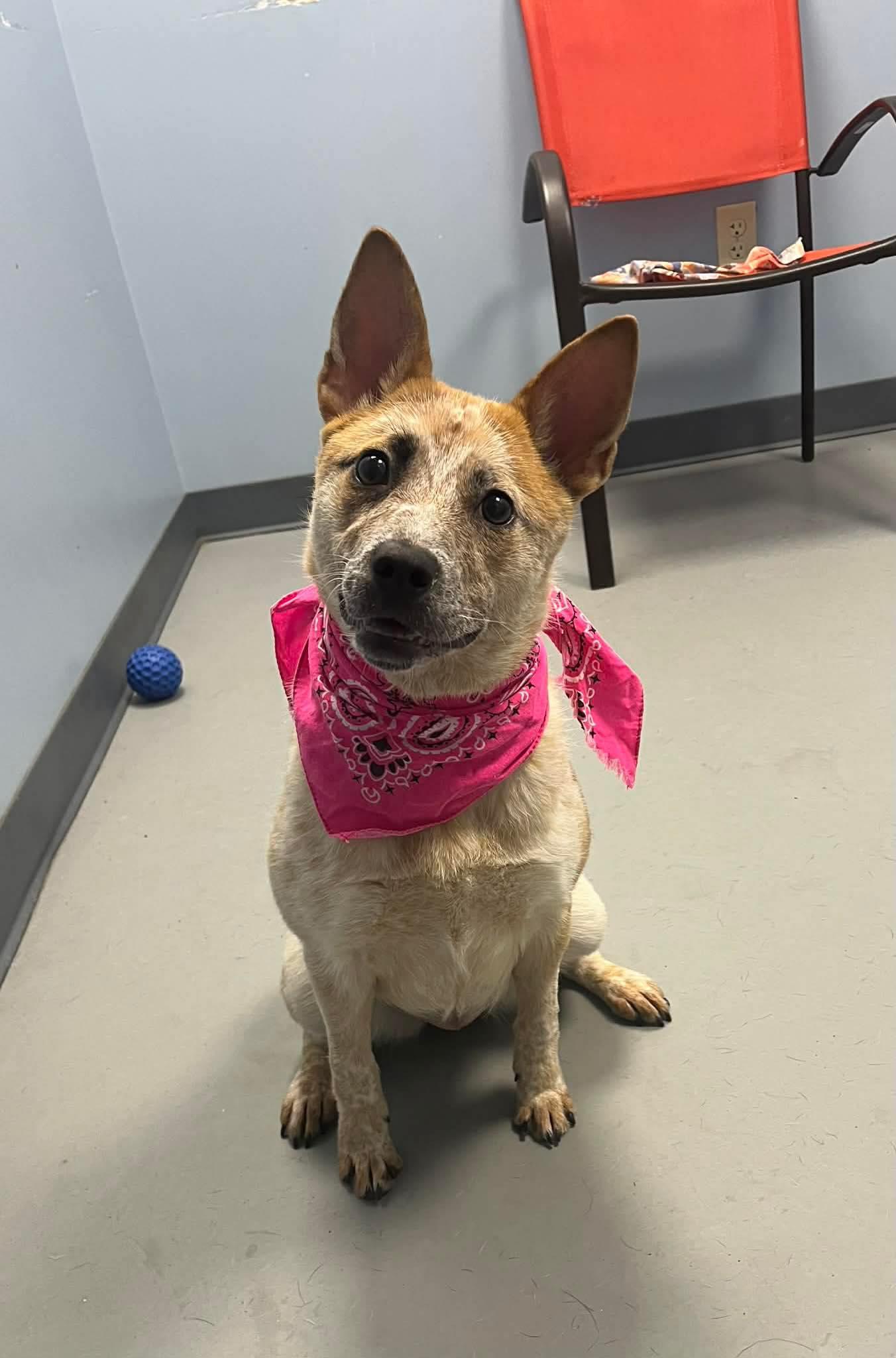 Willow , adopted, Young Female Australian Cattle Dog / Blue Heeler.