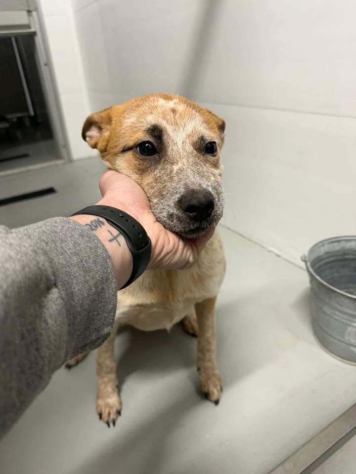 Enlarge Willow , an adopted mixed breed in Zanesville, OH image 2/2