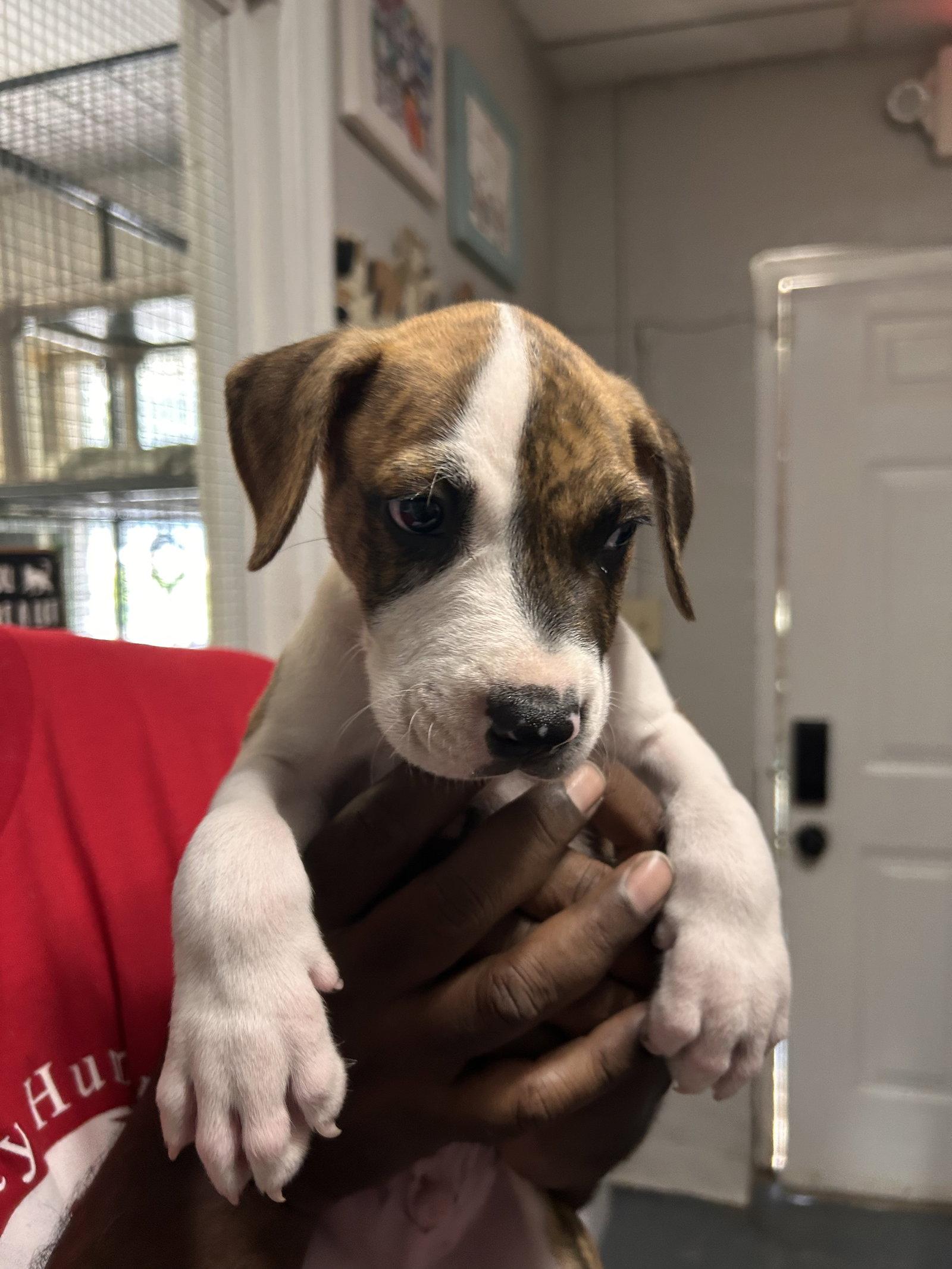Enlarge Duke CP, a Adopted Pit Bull Terrier in Locust Grove, GA image 1/1