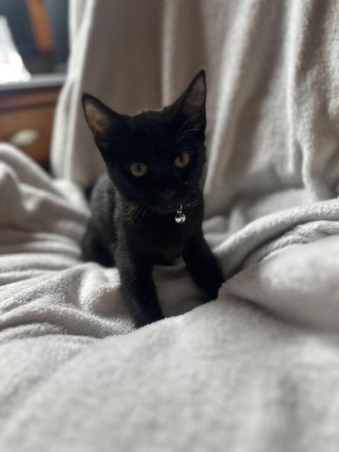 Mocha, adopted, Kitten Male Domestic Short Hair.