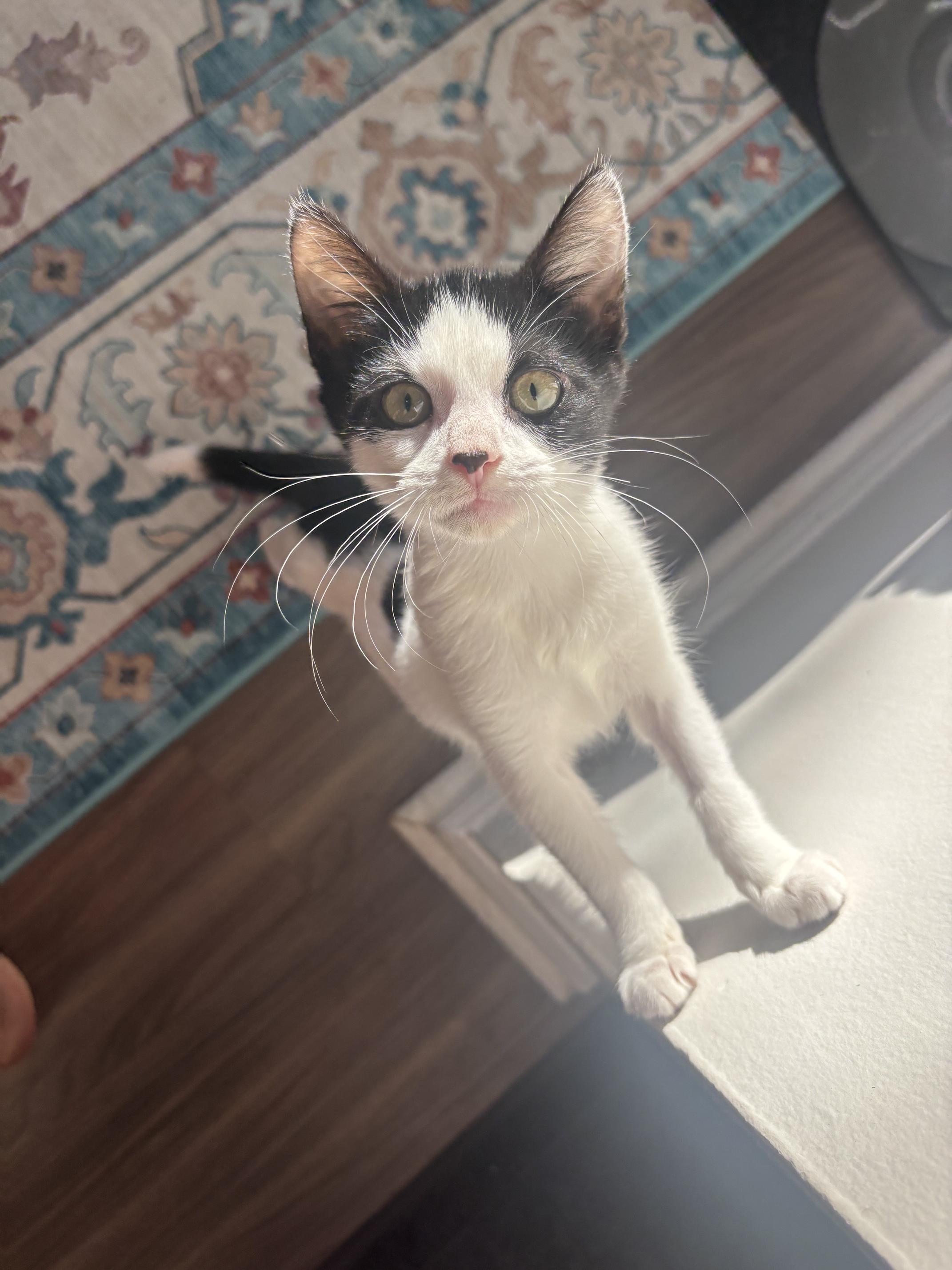 Enlarge Flea and Bee, a Adoptable Domestic Short Hair in Cedars, PA image 3/5