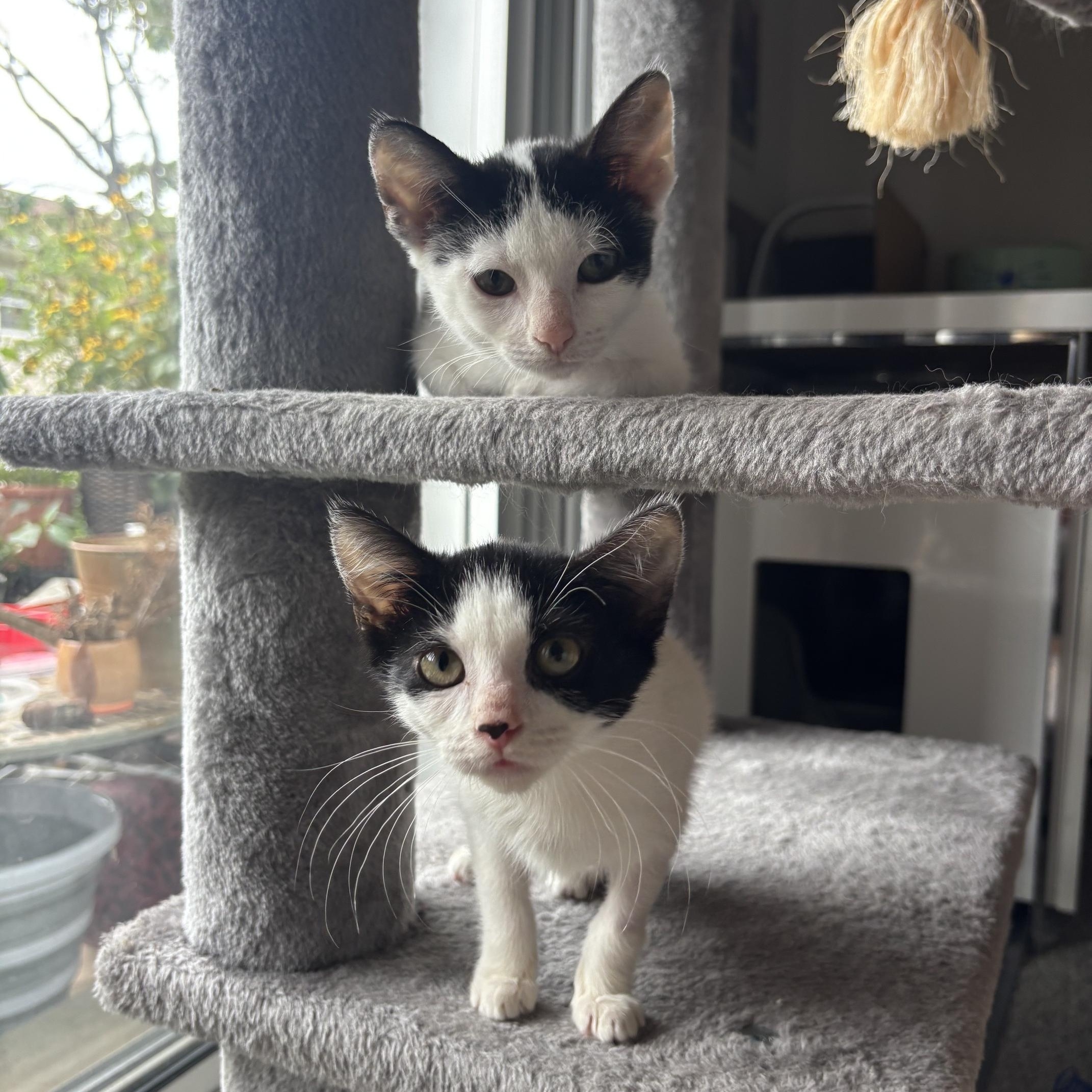Enlarge Flea and Bee, a Adoptable Domestic Short Hair in Cedars, PA image 5/5