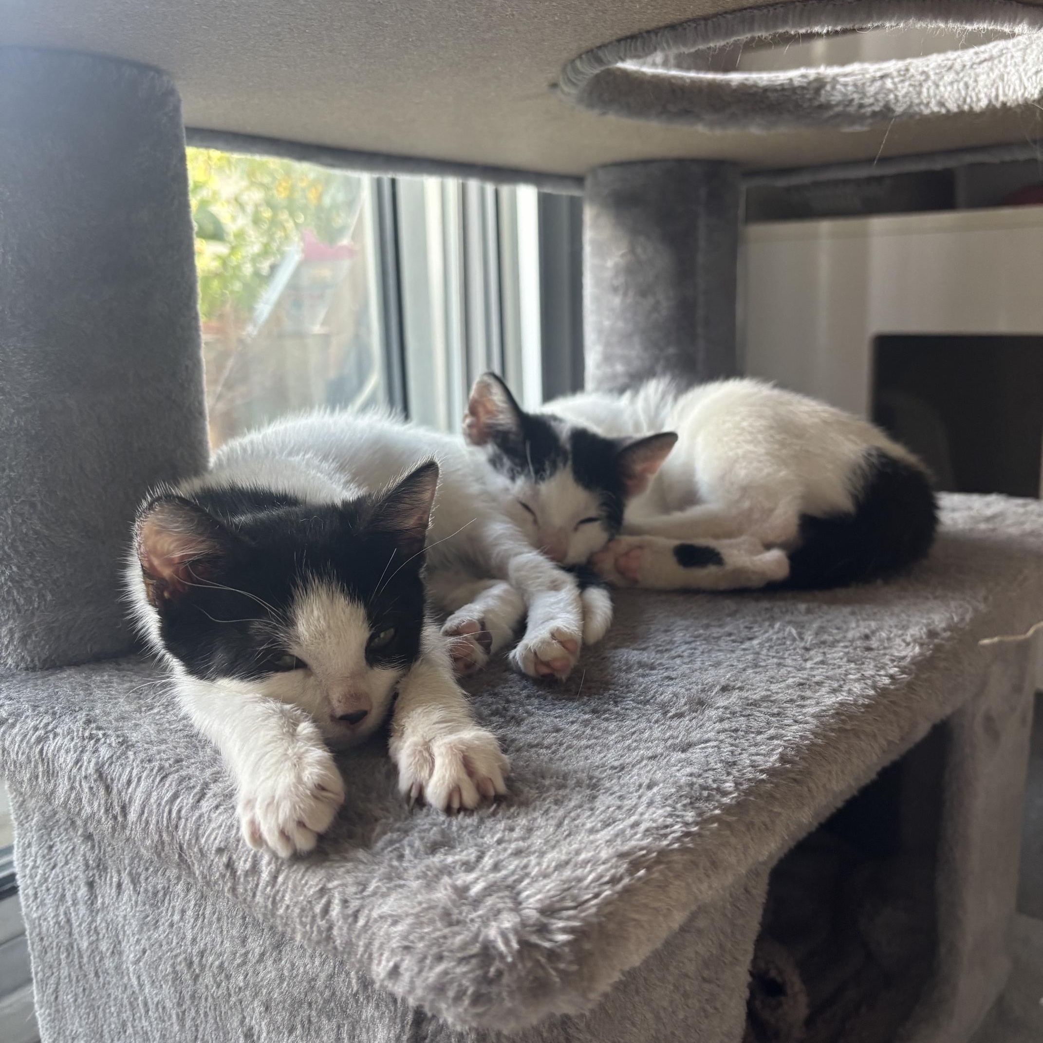 Enlarge Flea and Bee, a Adoptable Domestic Short Hair in Cedars, PA image 1/5