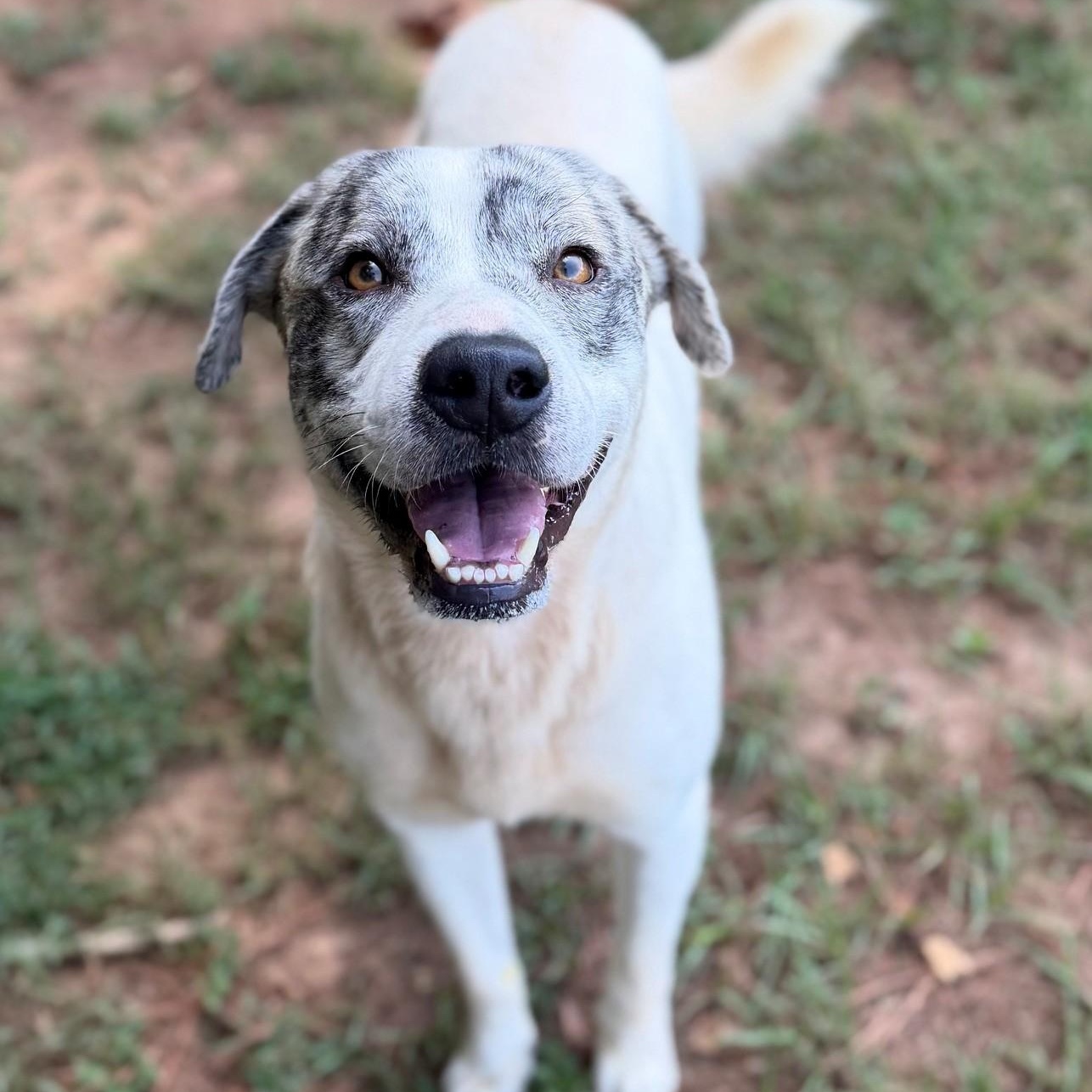 Gordo, adopted, Adult Male Catahoula Leopard Dog.