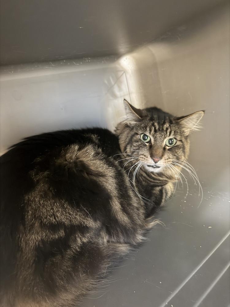 Marshall, Adoptable, Adult Male Domestic Medium Hair.
