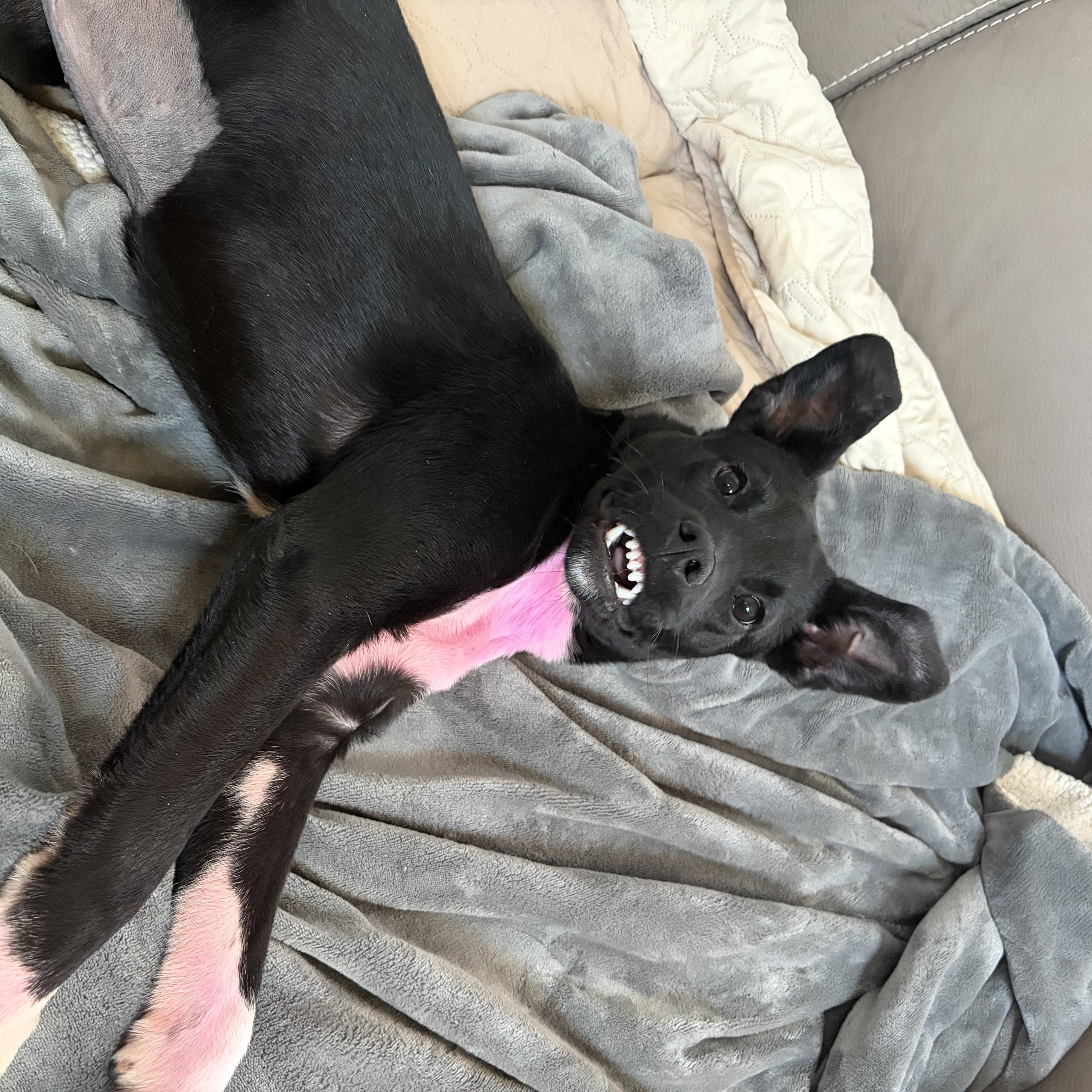 Enlarge Elle Woods , a ADOPTABLE Mixed Breed in Kenosha, WI image 4/4