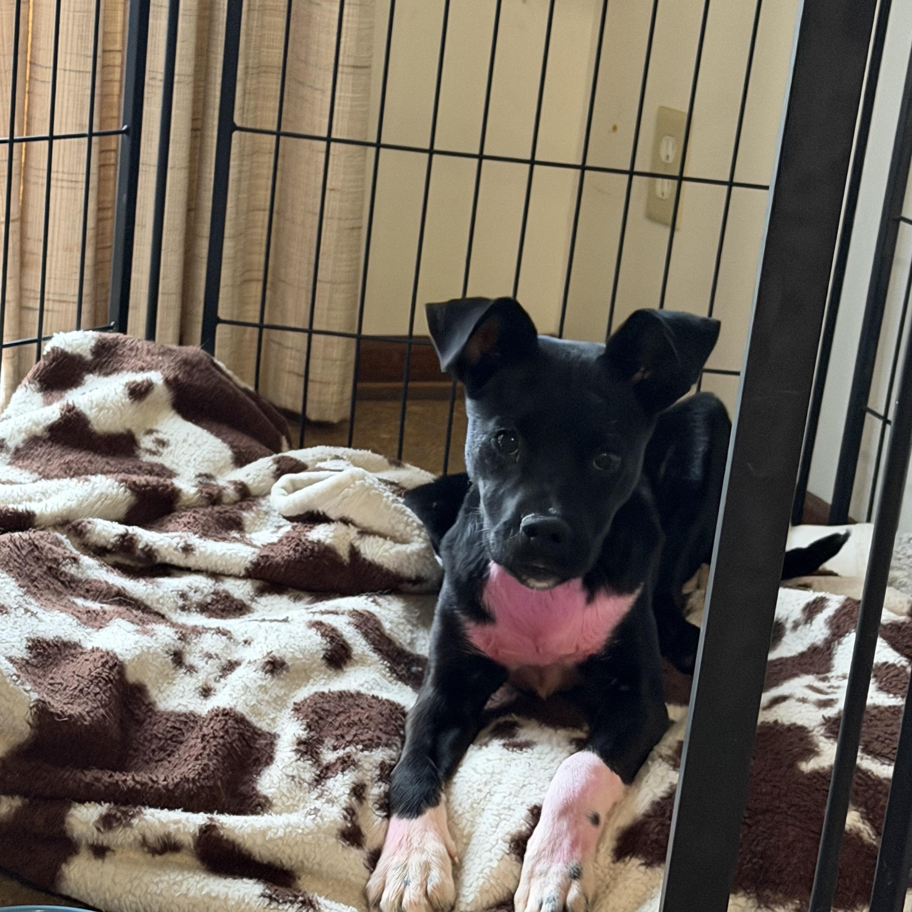 Enlarge Elle Woods , a ADOPTABLE Mixed Breed in Kenosha, WI image 2/4