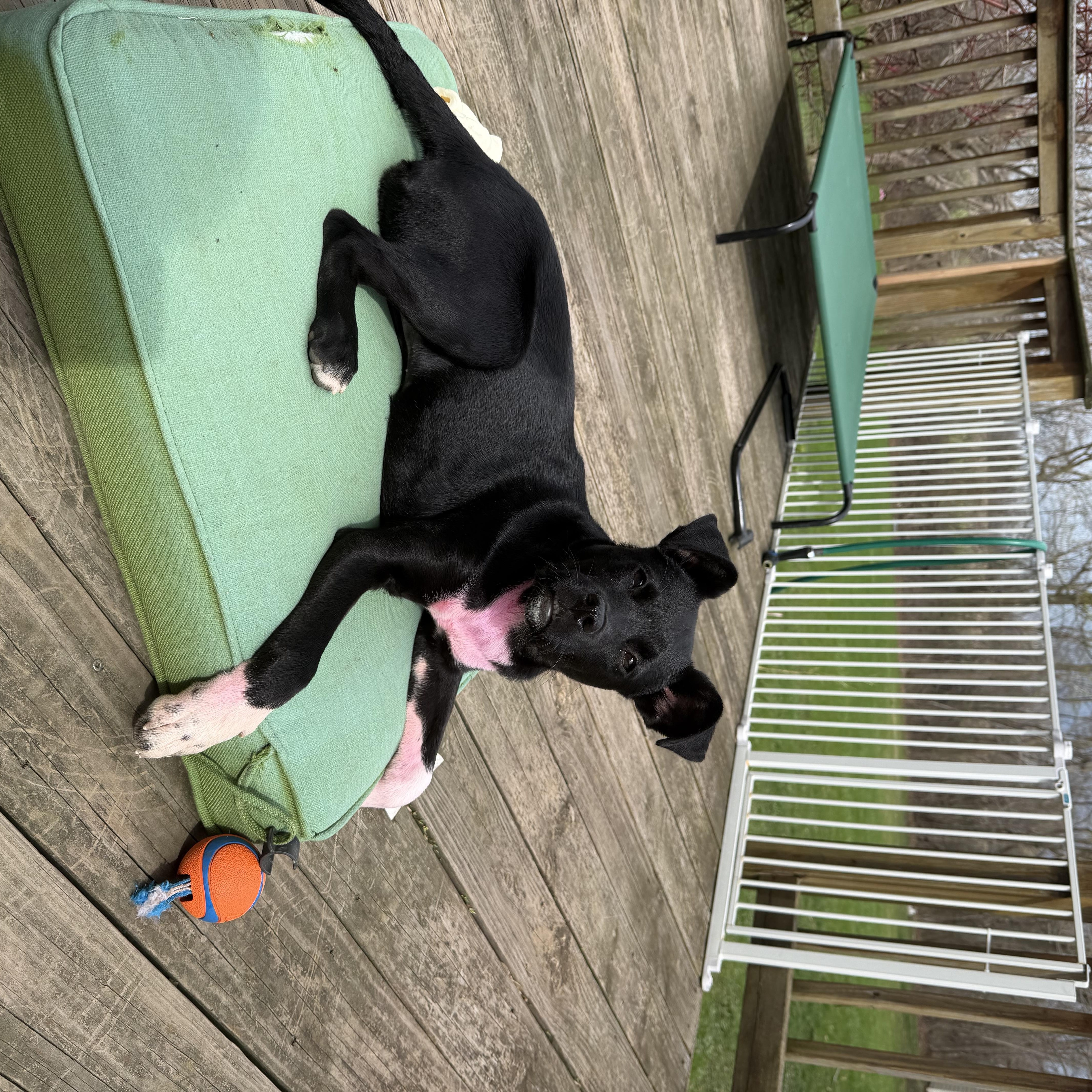 Enlarge Elle Woods , a ADOPTABLE Mixed Breed in Kenosha, WI image 3/4