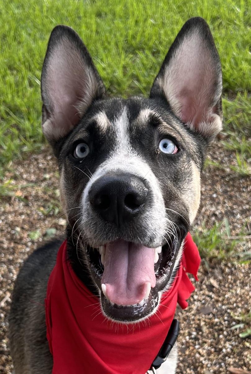 Finn - Super sweet and playful puppy boy!!, Baby Male unknown