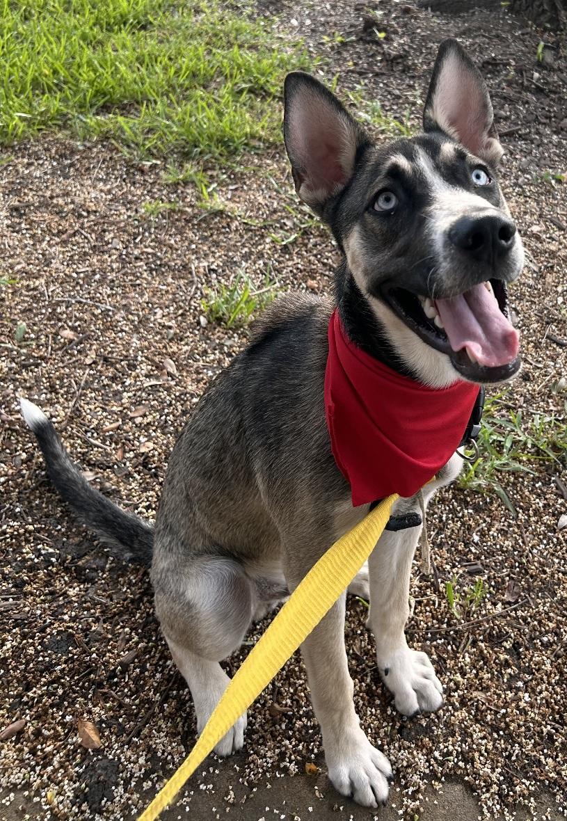 Finn - Super sweet and playful puppy boy!! photo 2