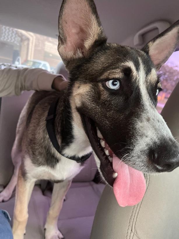 Finn - Super sweet and playful puppy boy!! photo 4