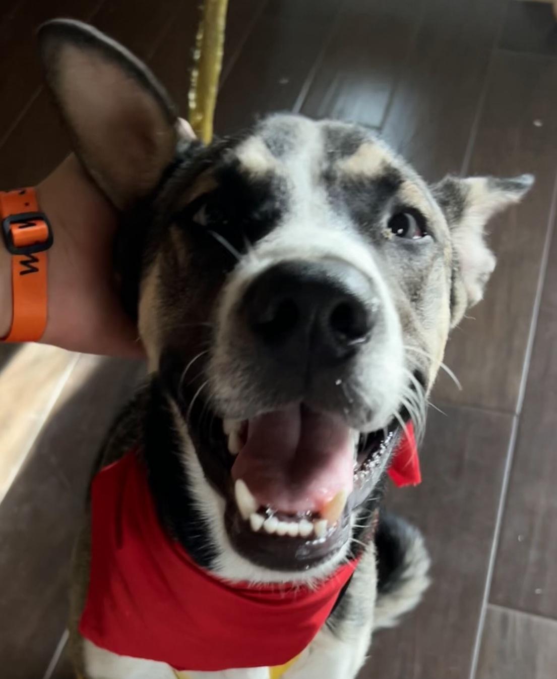 Finn - Super sweet and playful puppy boy!! photo 3