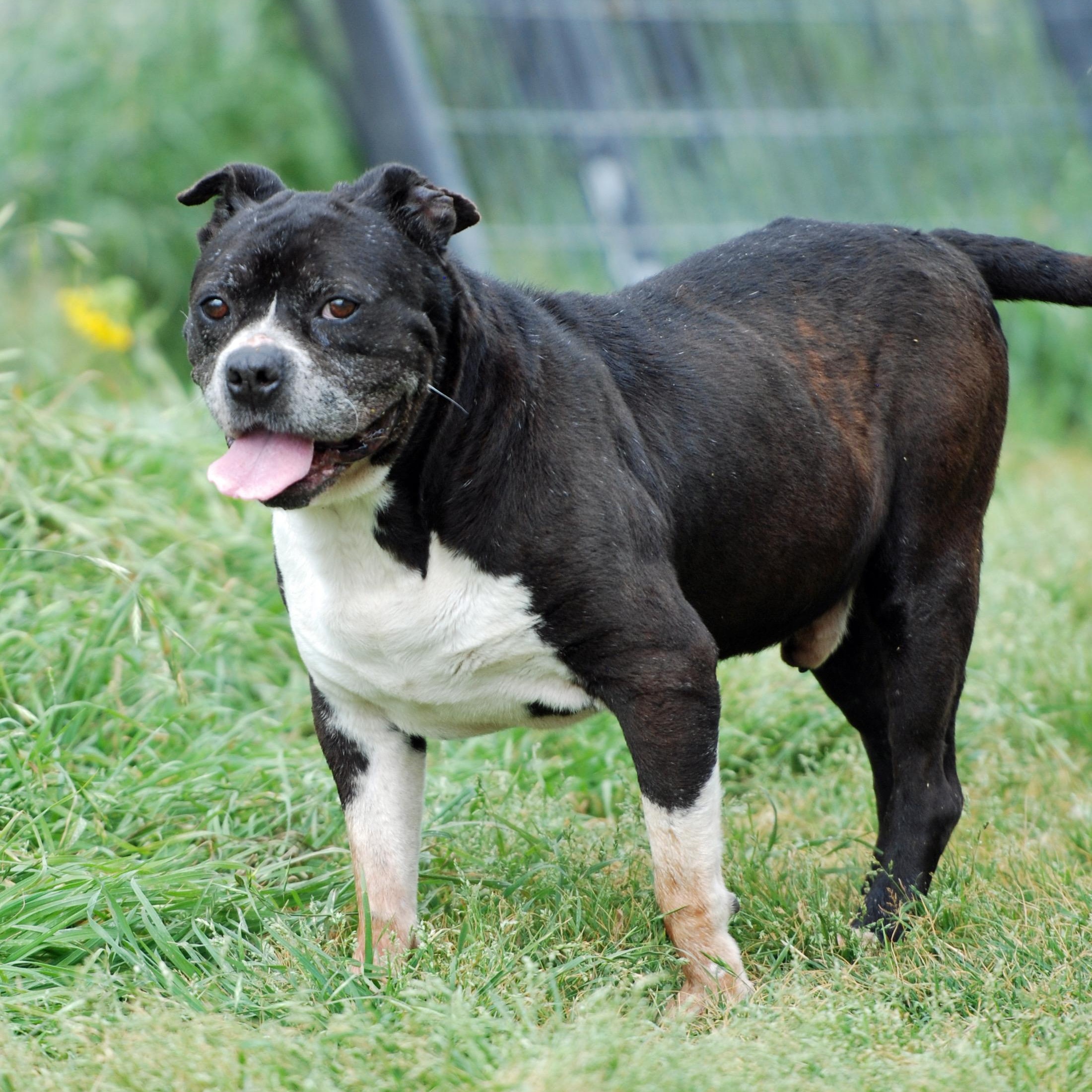 Enlarge Mikey, a ADOPTABLE mixed breed in Madisonville, TX image 6/6
