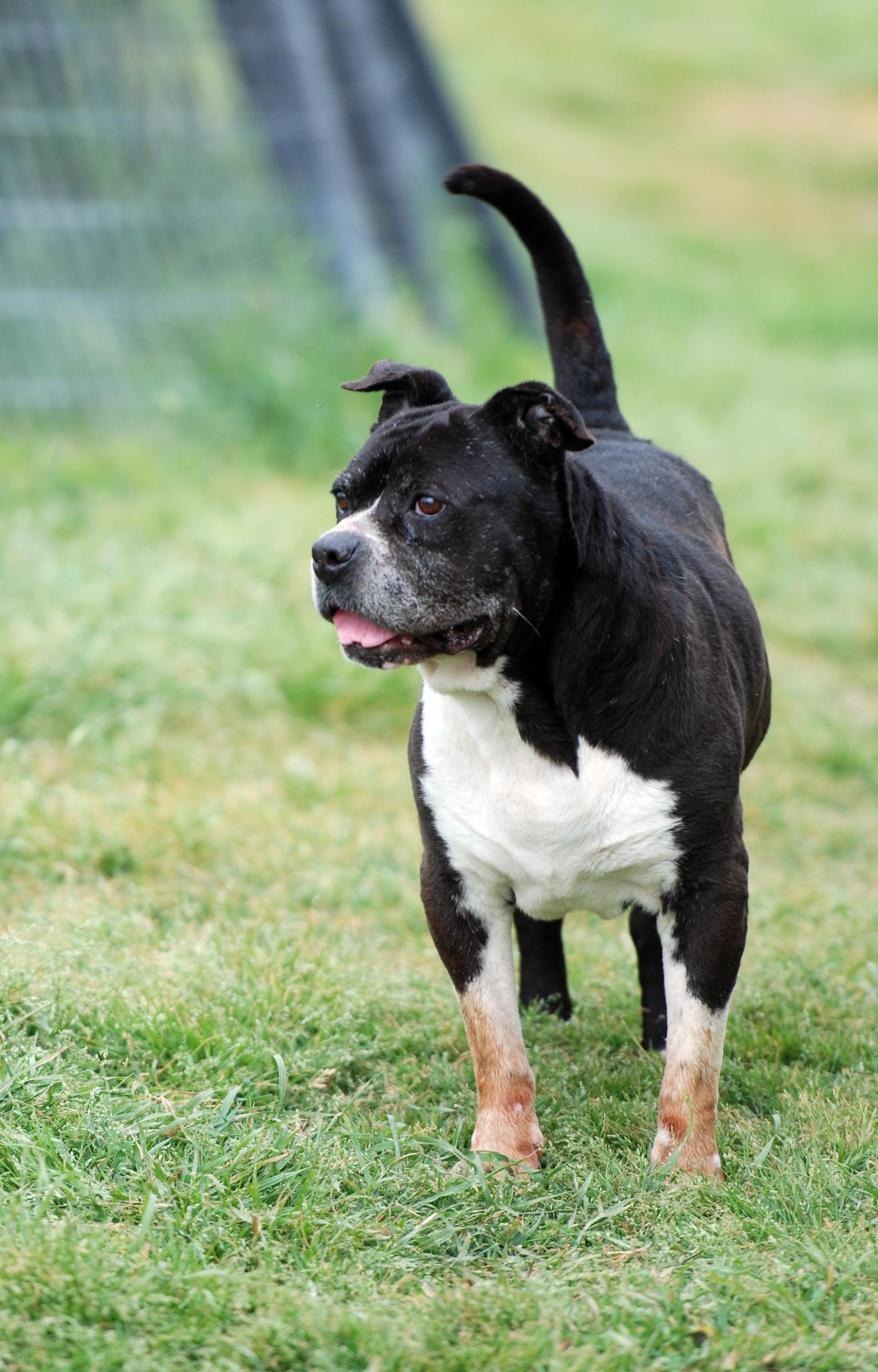 Enlarge Mikey, a ADOPTABLE mixed breed in Madisonville, TX image 5/6