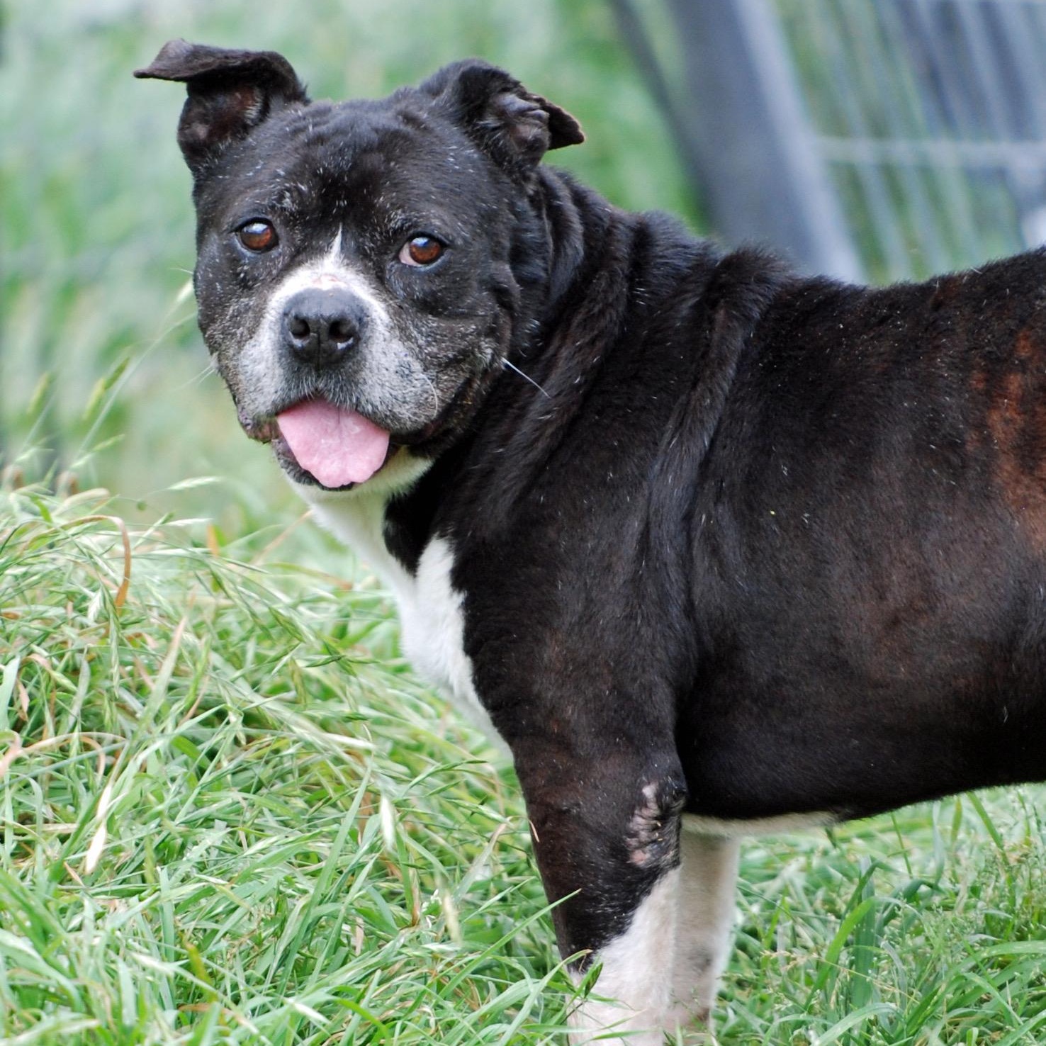 Enlarge Mikey, a ADOPTABLE mixed breed in Madisonville, TX image 1/6