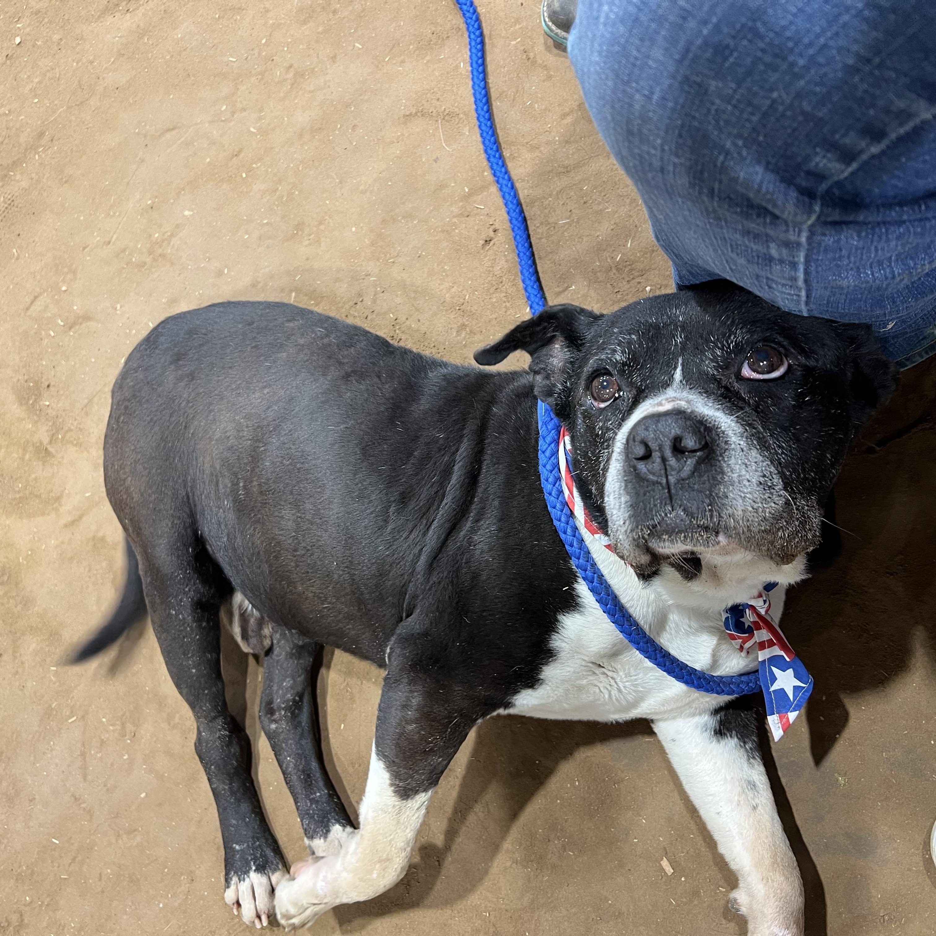 Enlarge Mikey, a ADOPTABLE mixed breed in Madisonville, TX image 3/6