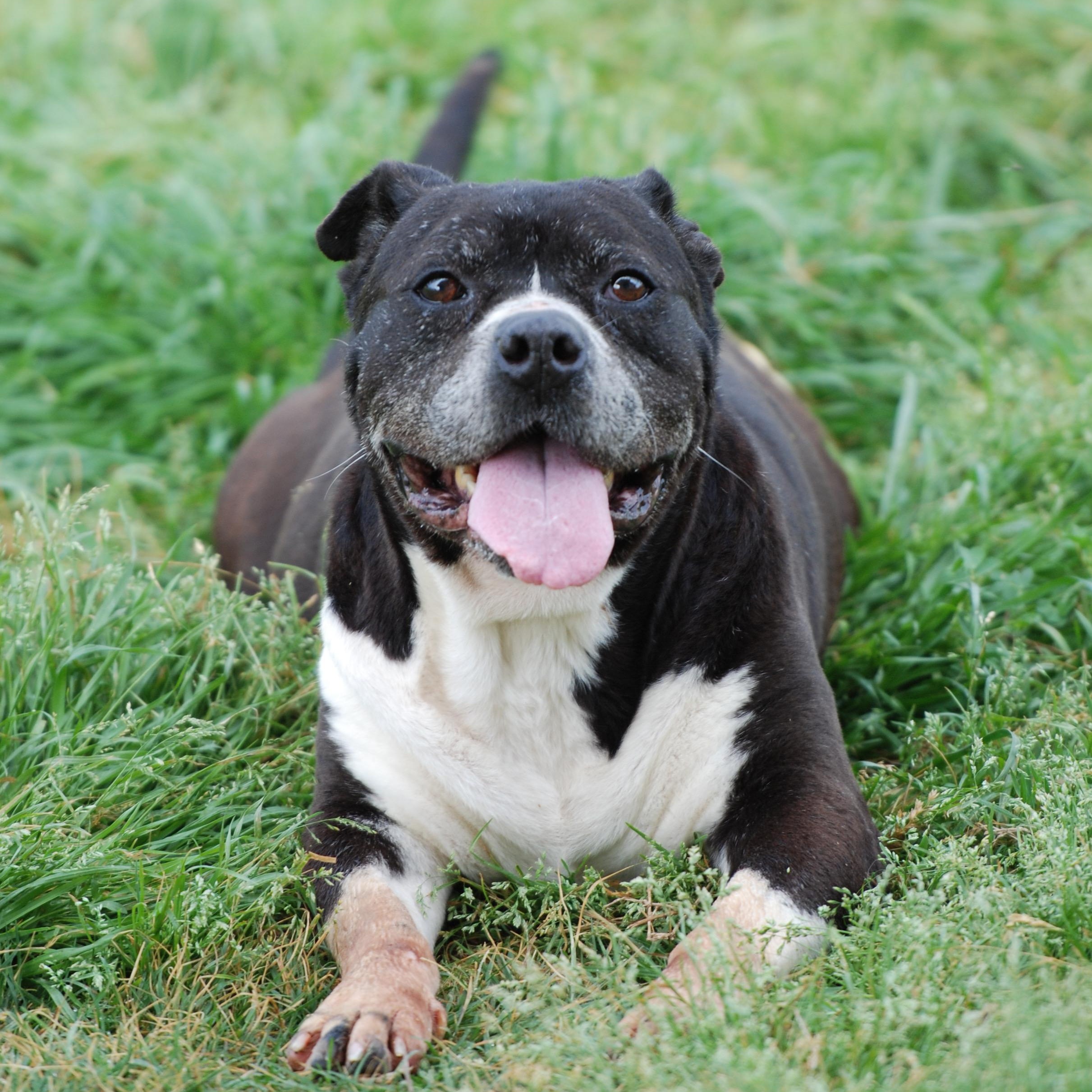 Enlarge Mikey, a ADOPTABLE mixed breed in Madisonville, TX image 4/6