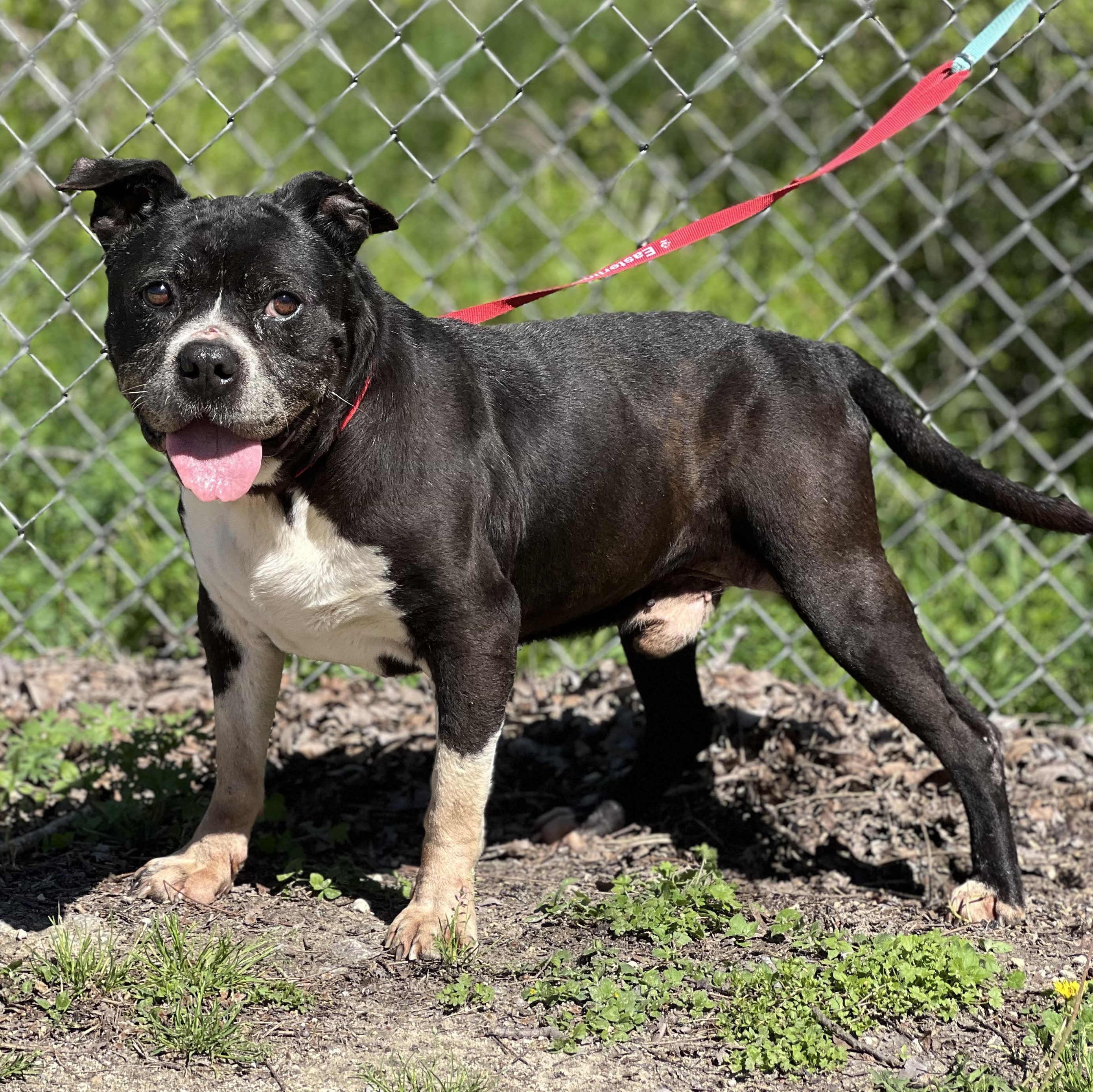 Enlarge Mikey, a ADOPTABLE mixed breed in Madisonville, TX image 2/6