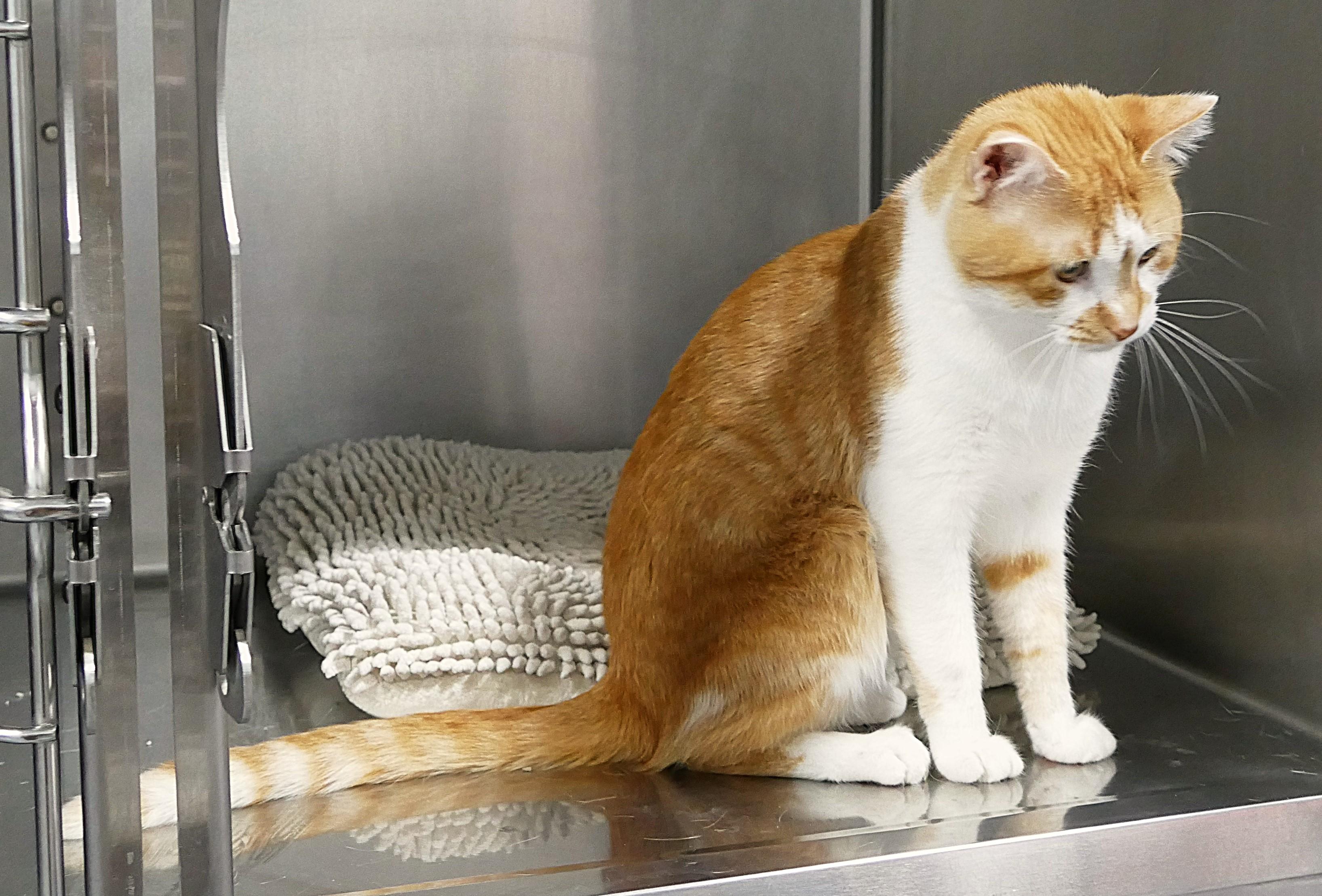 Enlarge BILL, a ADOPTABLE mixed breed in Beechbottom, WV image 3/3