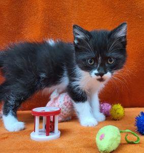 Feather, an adoptable Domestic Short Hair in Bucyrus, OH image 2/3