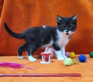 Feather, adoptable, Young Female Domestic Short Hair.