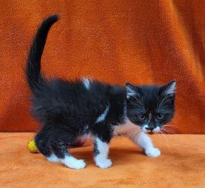 Feather, an adoptable Domestic Short Hair in Bucyrus, OH image 3/3